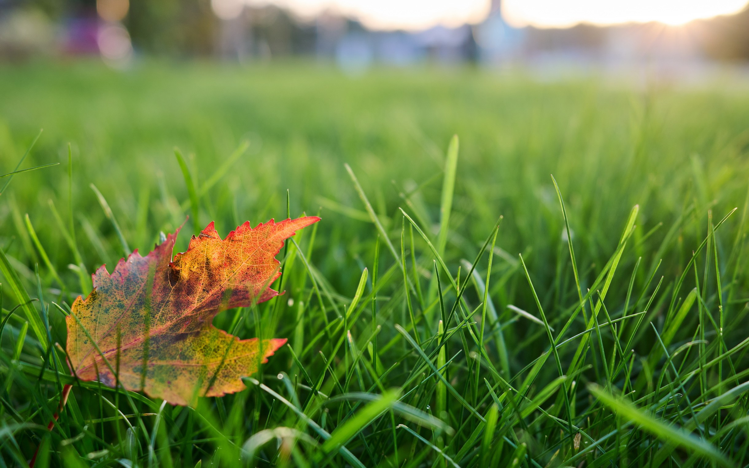 Close-Up. Yuri Popkov | Photographer