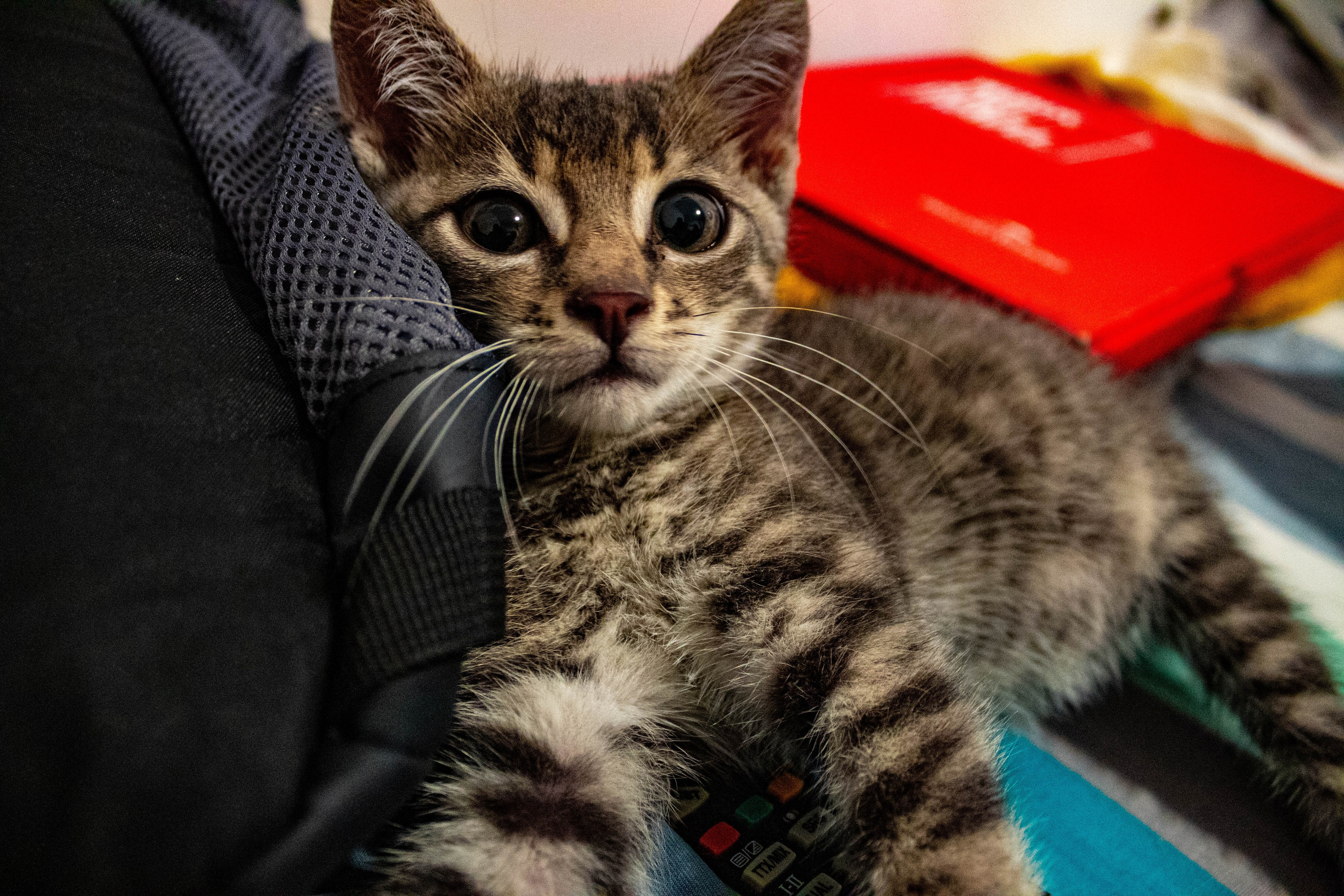 Striped kitten with large eyes sitting beside red and green household objects.