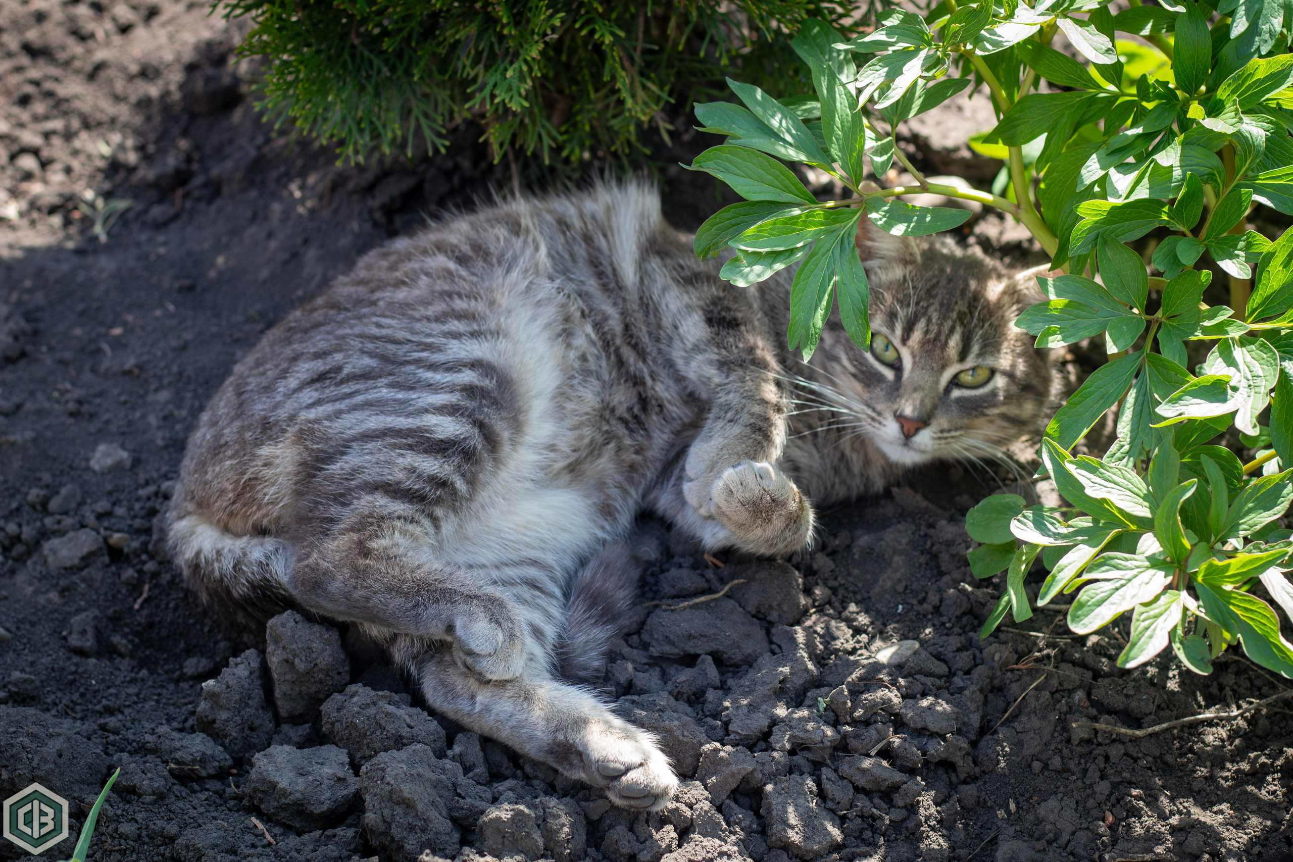 Cat Photography — Light and Shadow Portrait of a Curious Feline. Cristian Baltag | Photography | Capturing Moments in Iasi