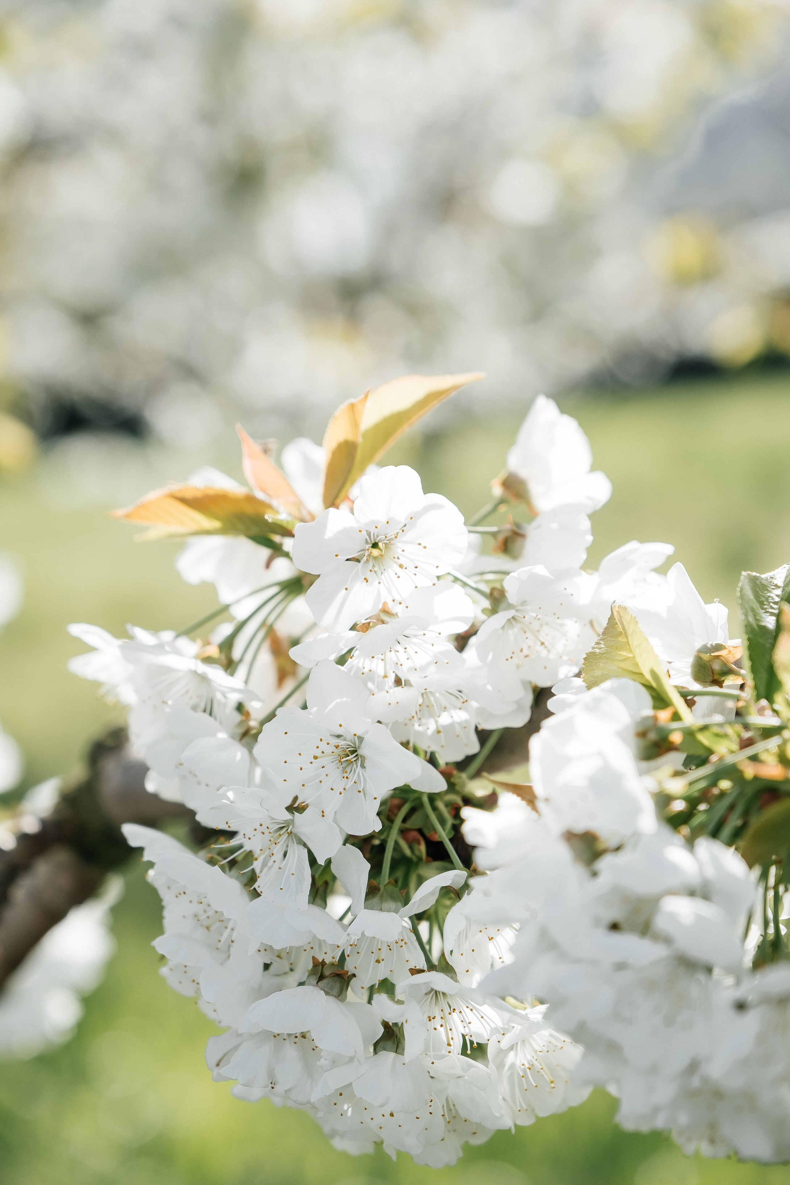🌸🌸🌸. Весільний фотограф Вікторія Саврук
