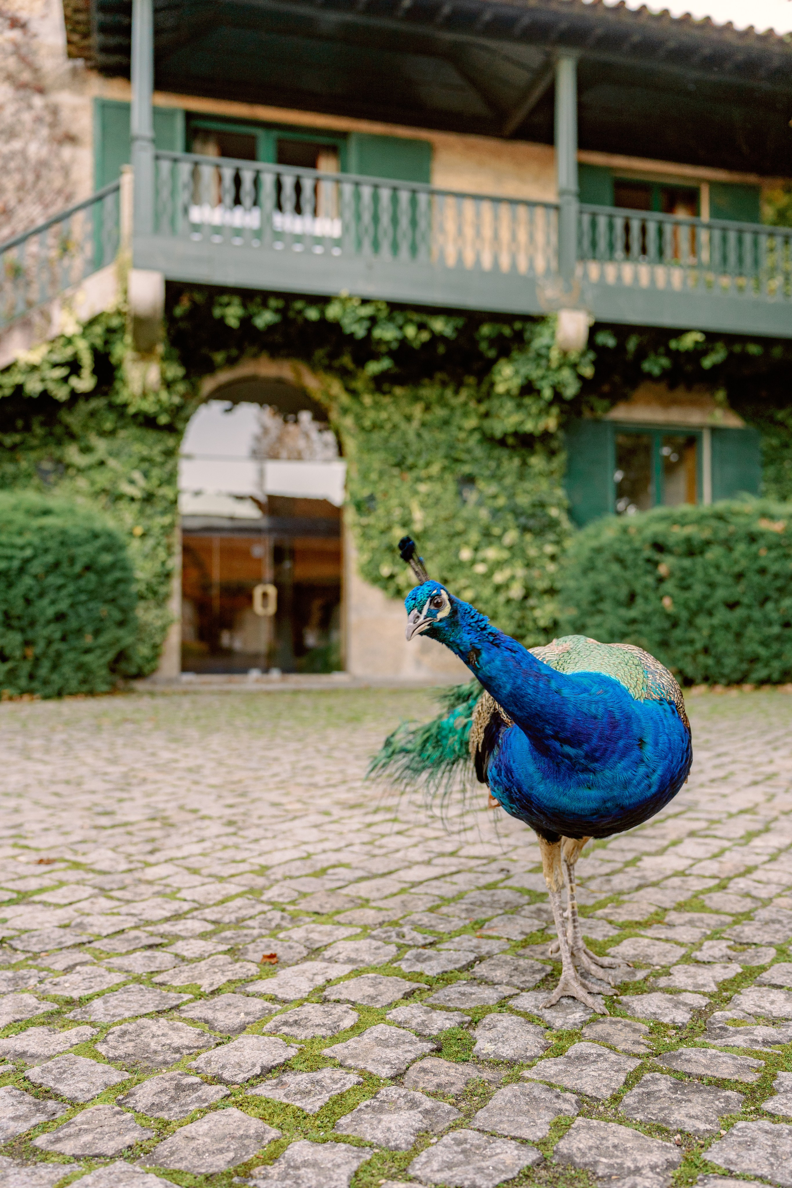 Винью Верде на ½ дня