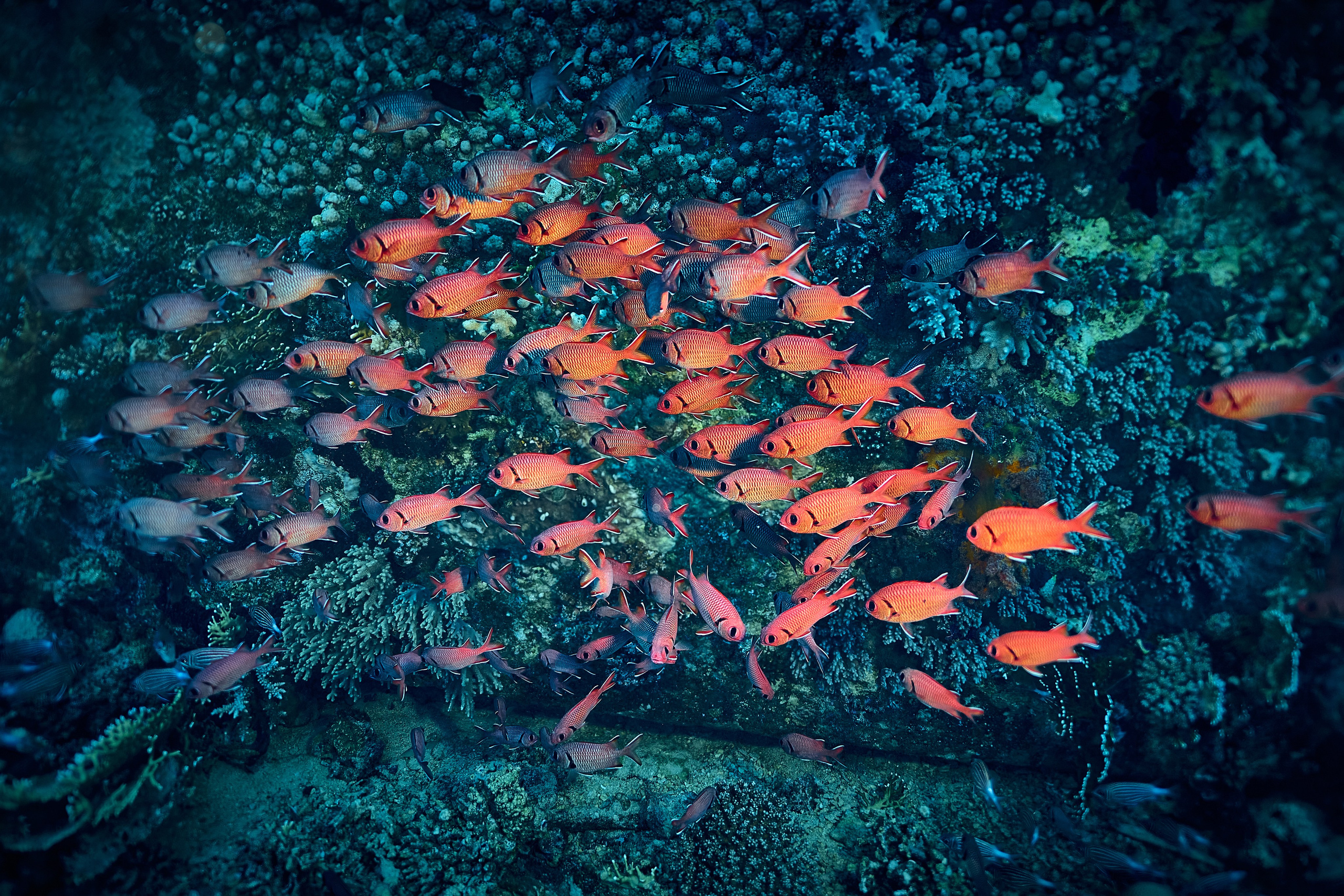 Fotograf podwodny Andriej Szypiłow - Fauna i flora Czerwonego i Adriatyckiego Mórz. Andriej Szypilow - Fotografia & Wideografia