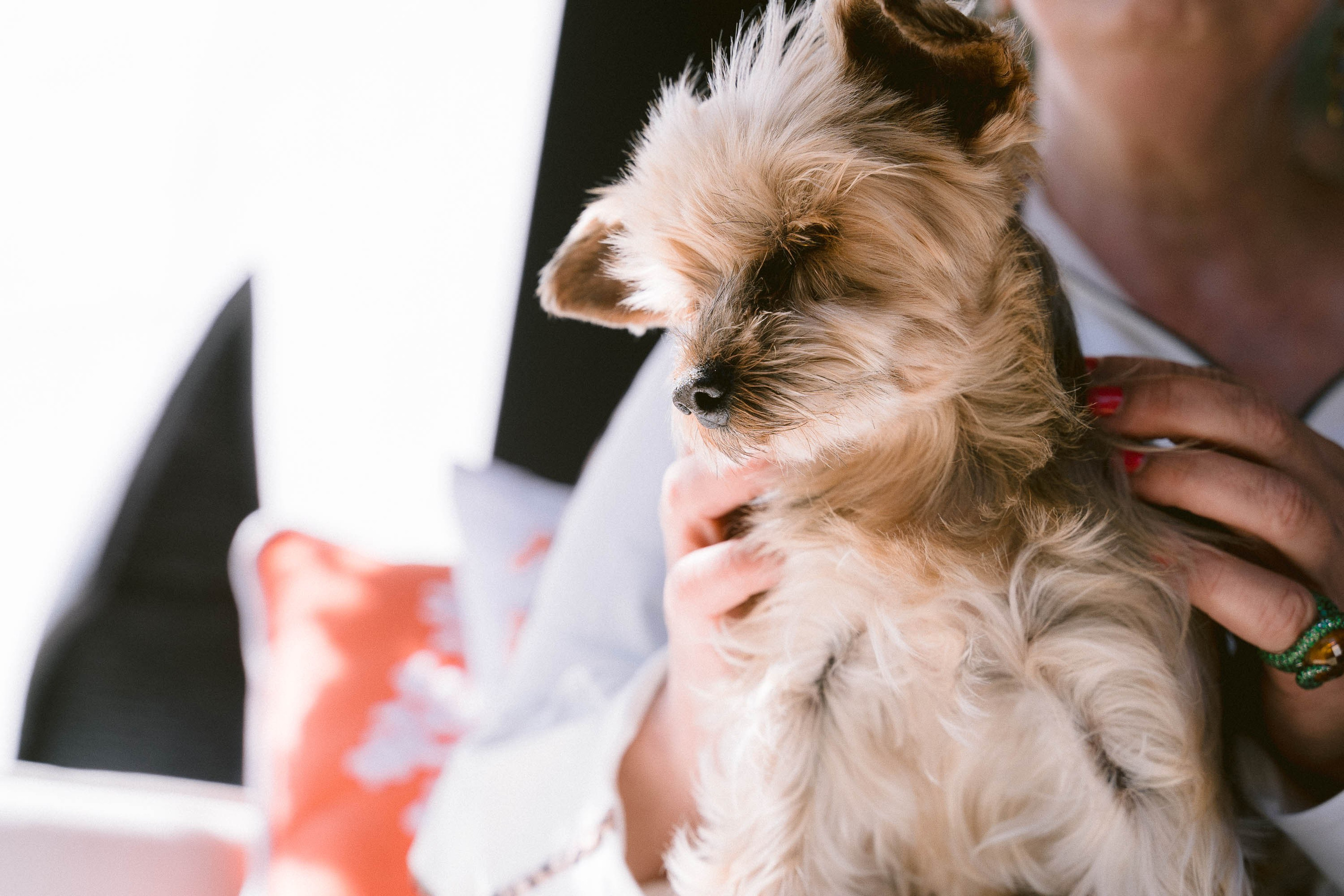 Franziska and her Yorkshire Doggy. Mallorca Wedding, Corporate & Social Photographer