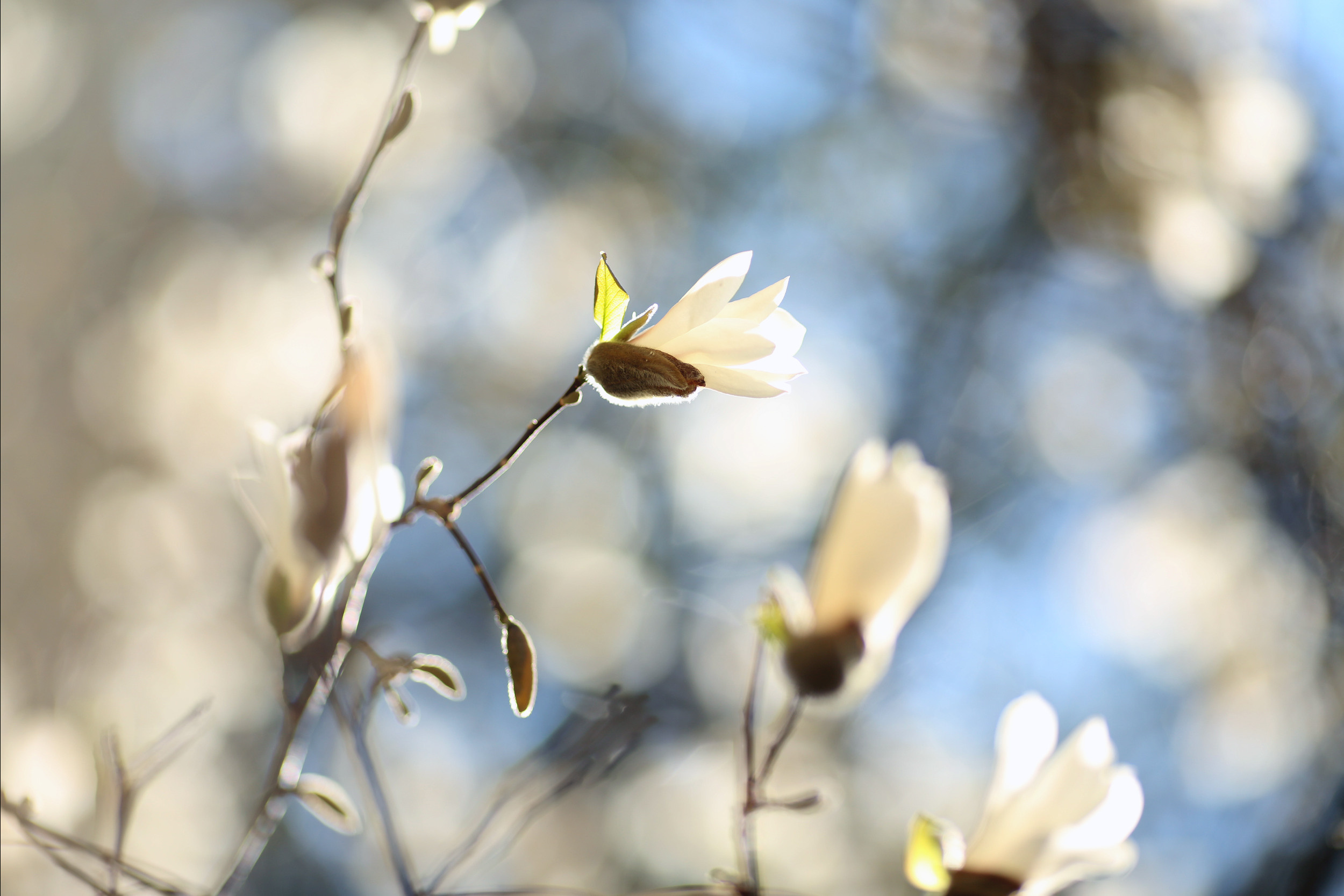 Matrimonio a Udine. Photographer in Venice, Viktoria Antonova