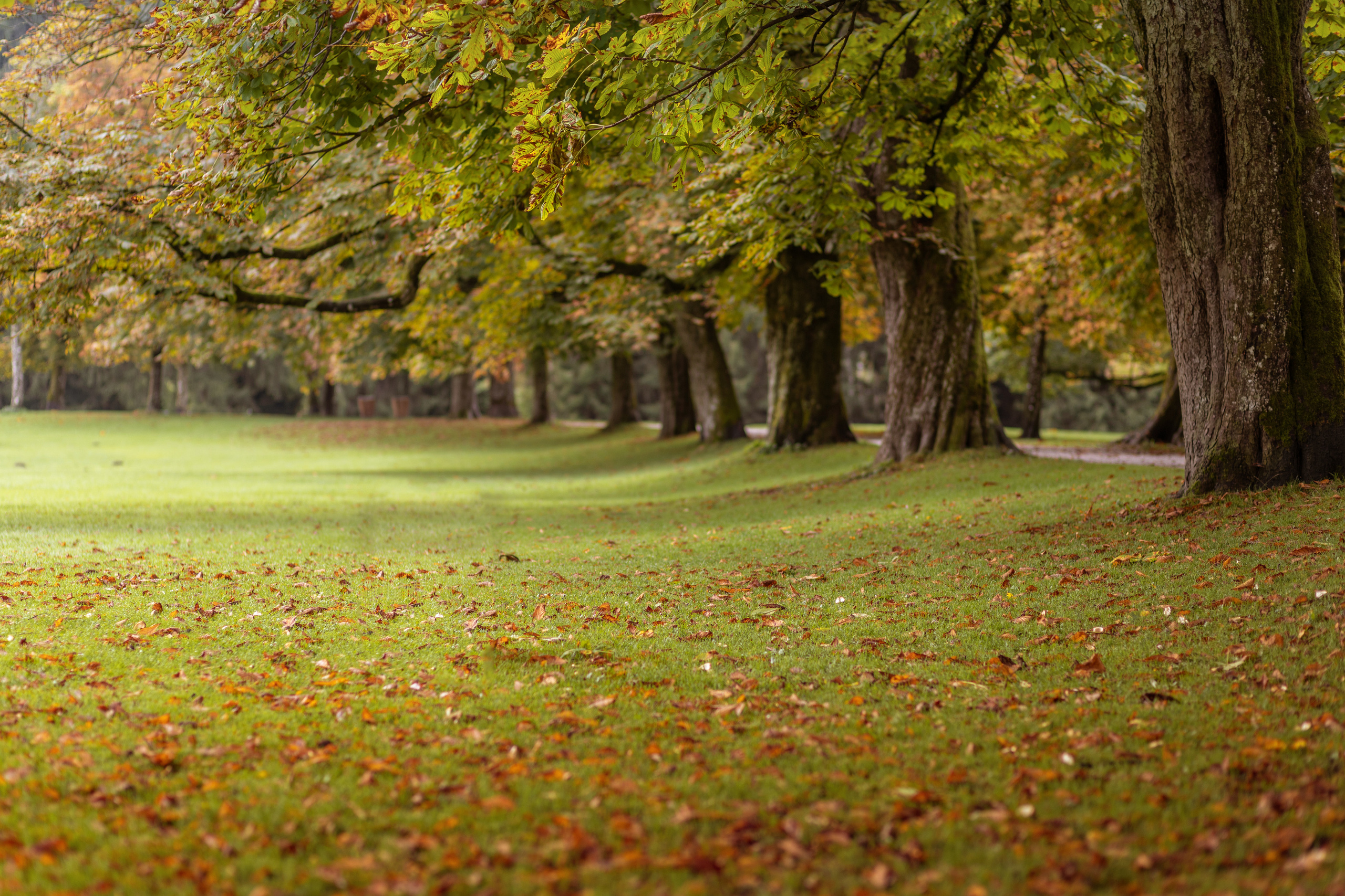 Salzburg, Österreich (TOP 25% AUTUMN COLORS contest / "35 AWARDS" 09.12.2021)