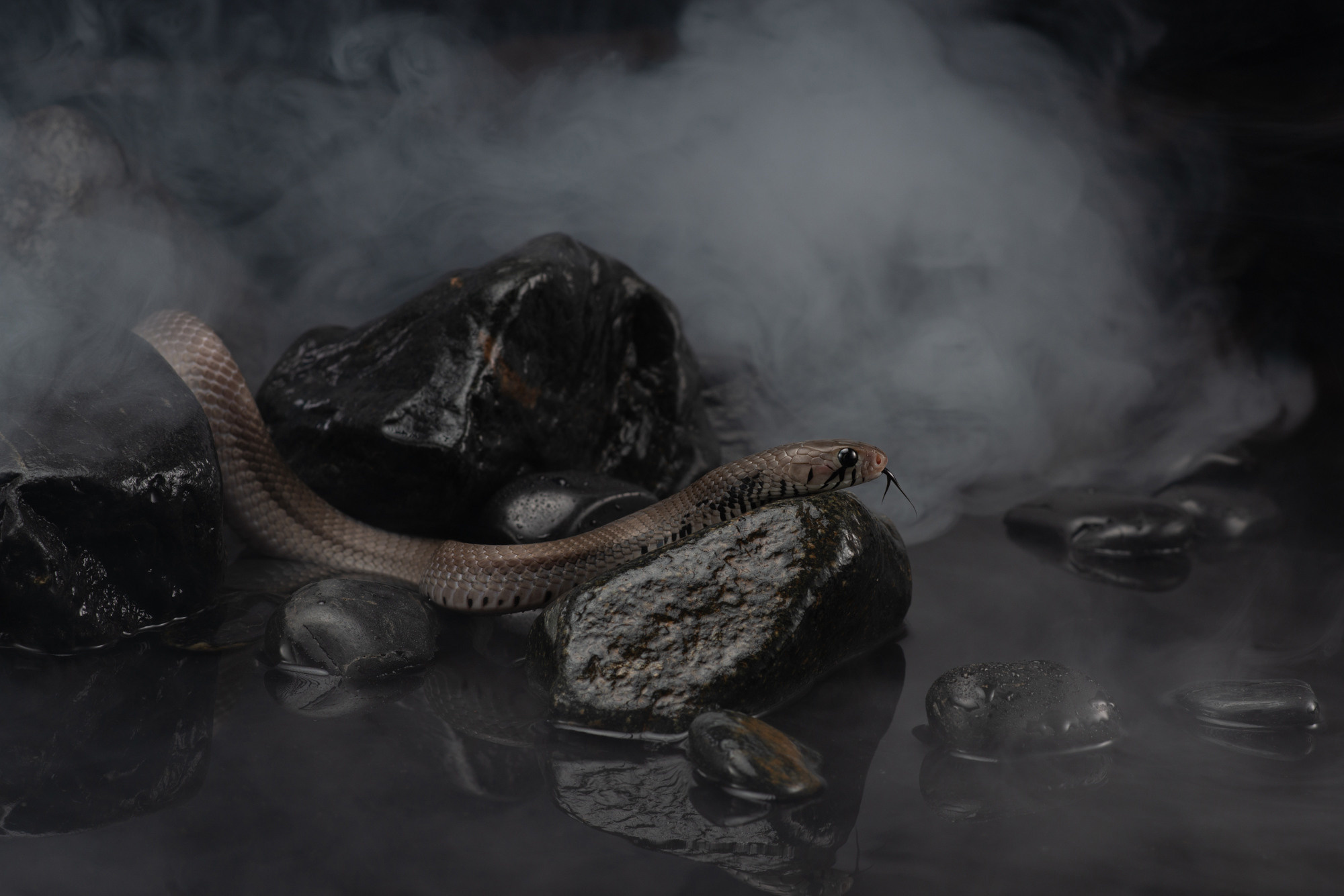 Фотографии змей, ящериц, пауков и лягушек. Фотограф в Белграде Таня Асфирь