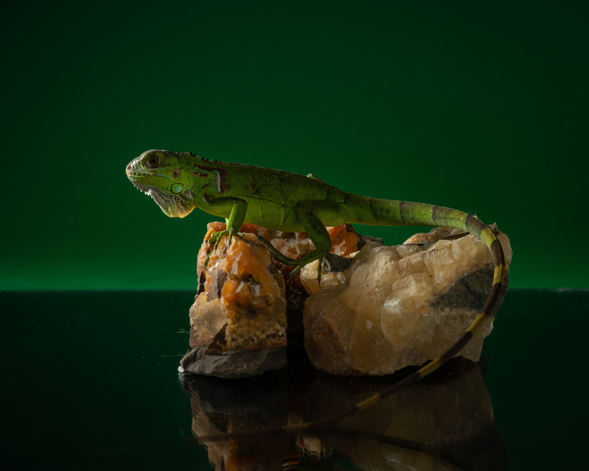 Фотографии змей, ящериц, пауков и лягушек. Фотограф в Белграде Таня Асфирь