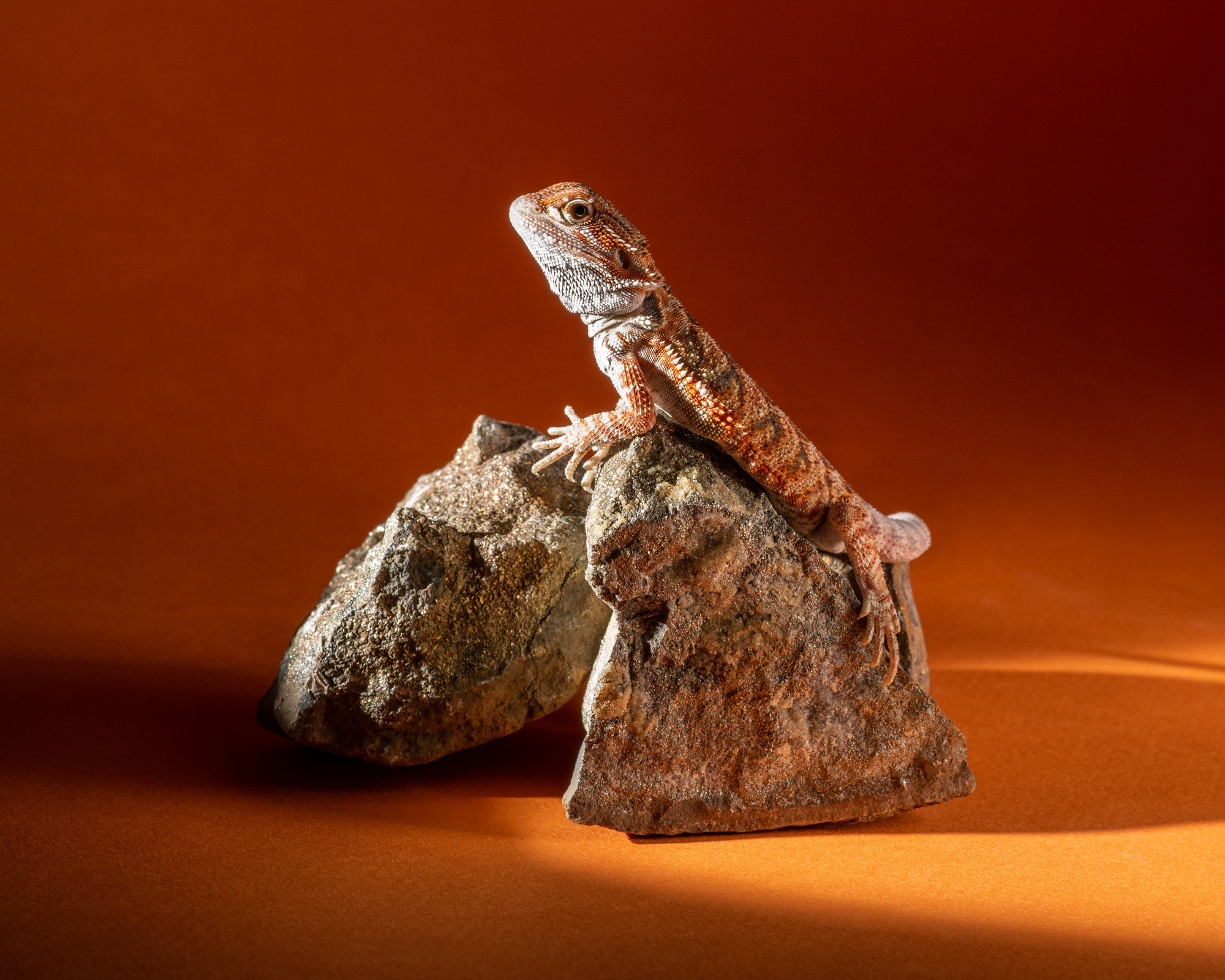 Фотографии змей, ящериц, пауков и лягушек. Фотограф в Белграде Таня Асфирь