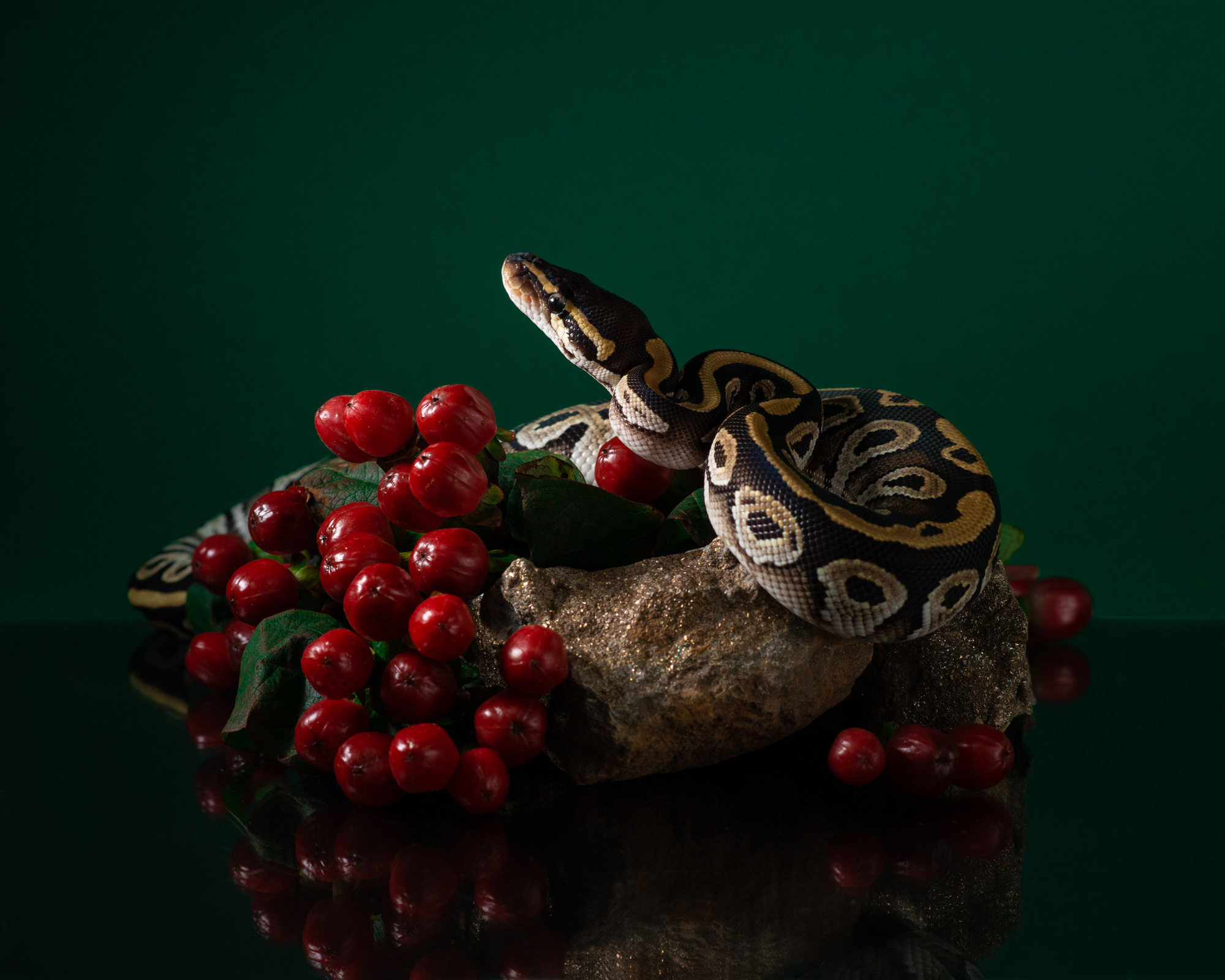 Фотографии змей, ящериц, пауков и лягушек. Фотограф в Белграде Таня Асфирь