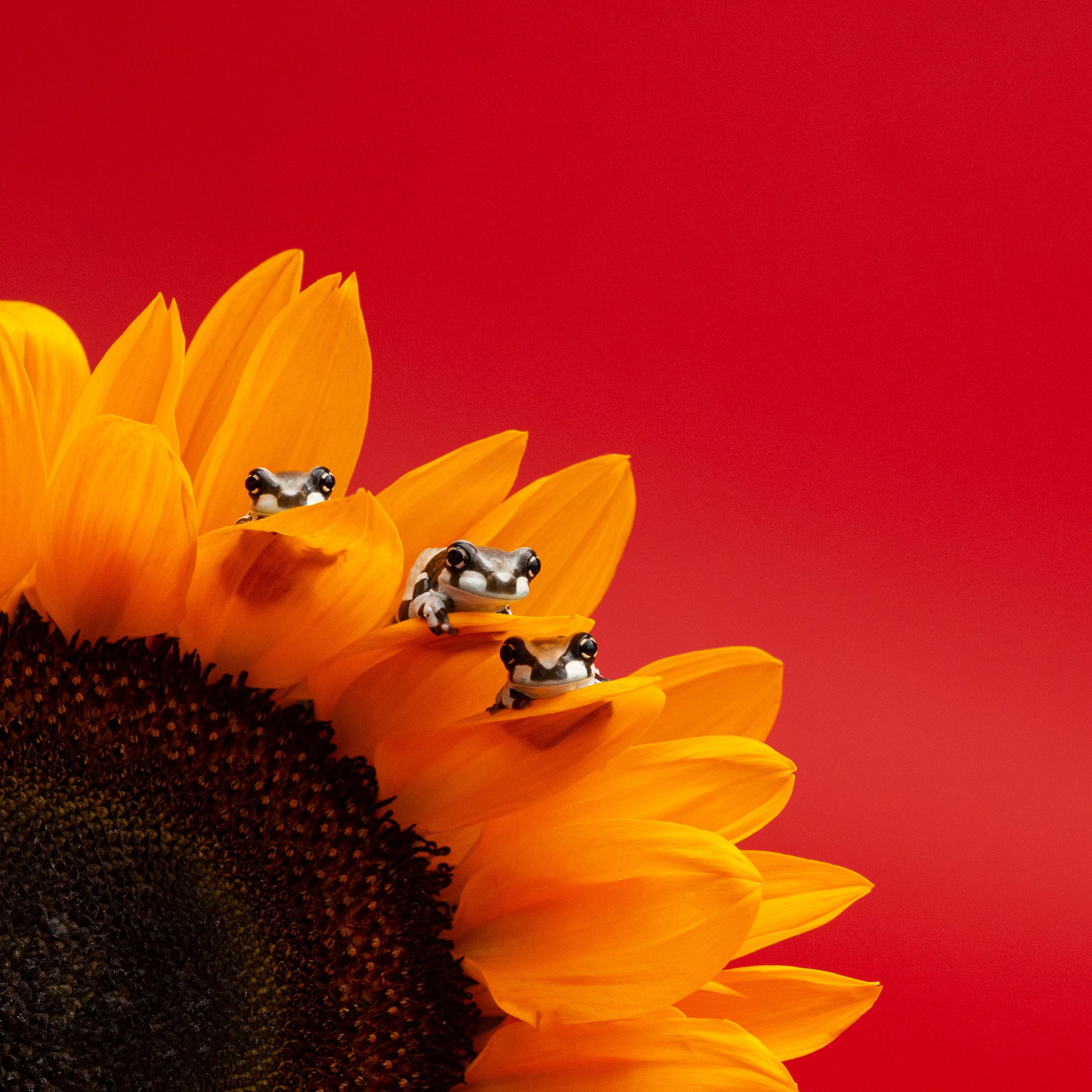 Фотографии змей, ящериц, пауков и лягушек. Фотограф в Белграде Таня Асфирь