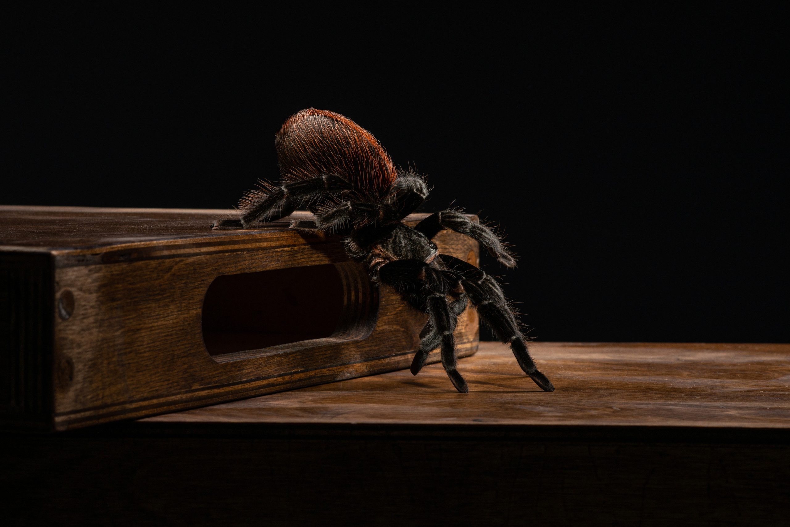 Фотографии змей, ящериц, пауков и лягушек. Фотограф в Белграде Таня Асфирь