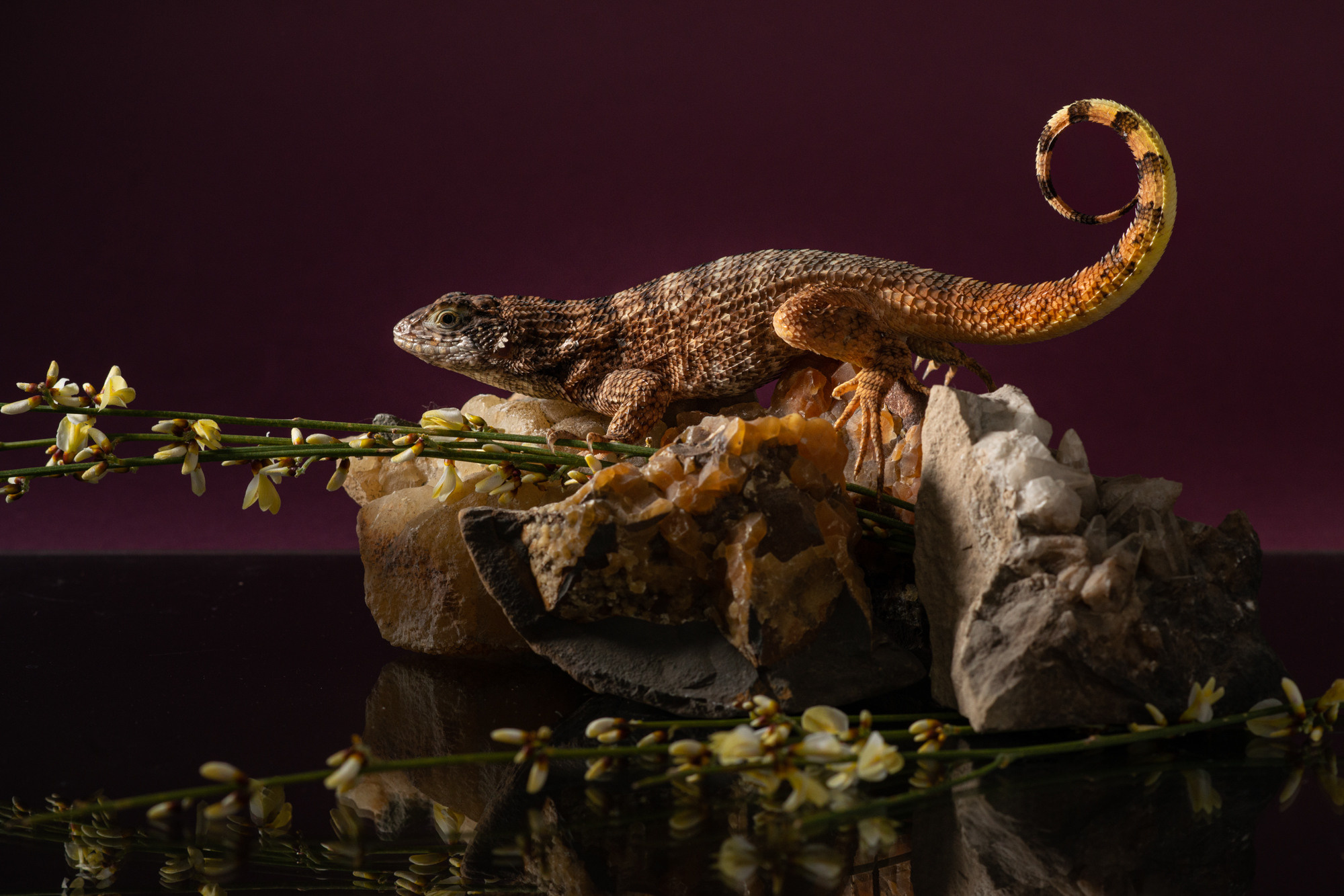 Фотографии змей, ящериц, пауков и лягушек. Фотограф в Белграде Таня Асфирь