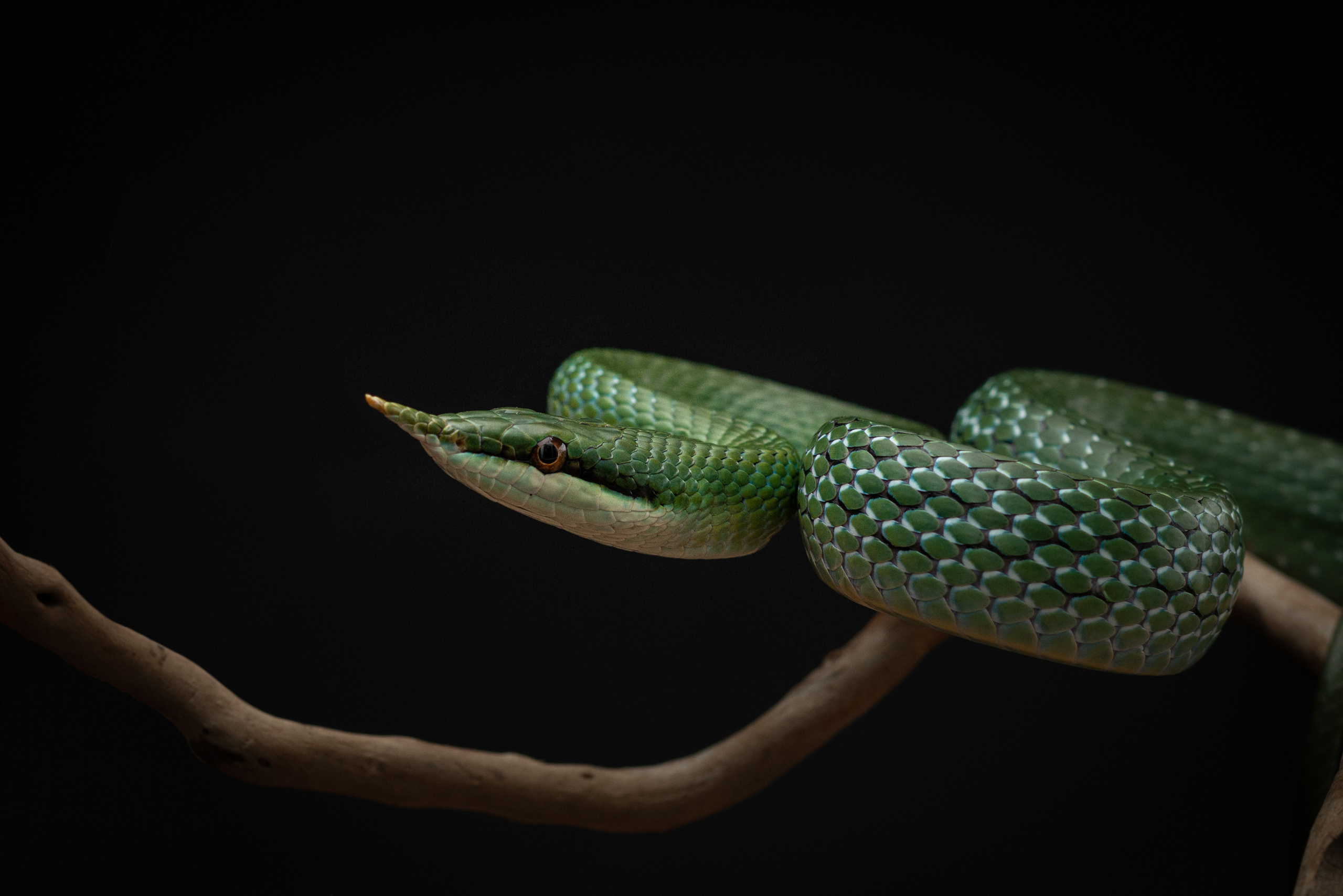 Фотографии змей, ящериц, пауков и лягушек. Фотограф в Белграде Таня Асфирь