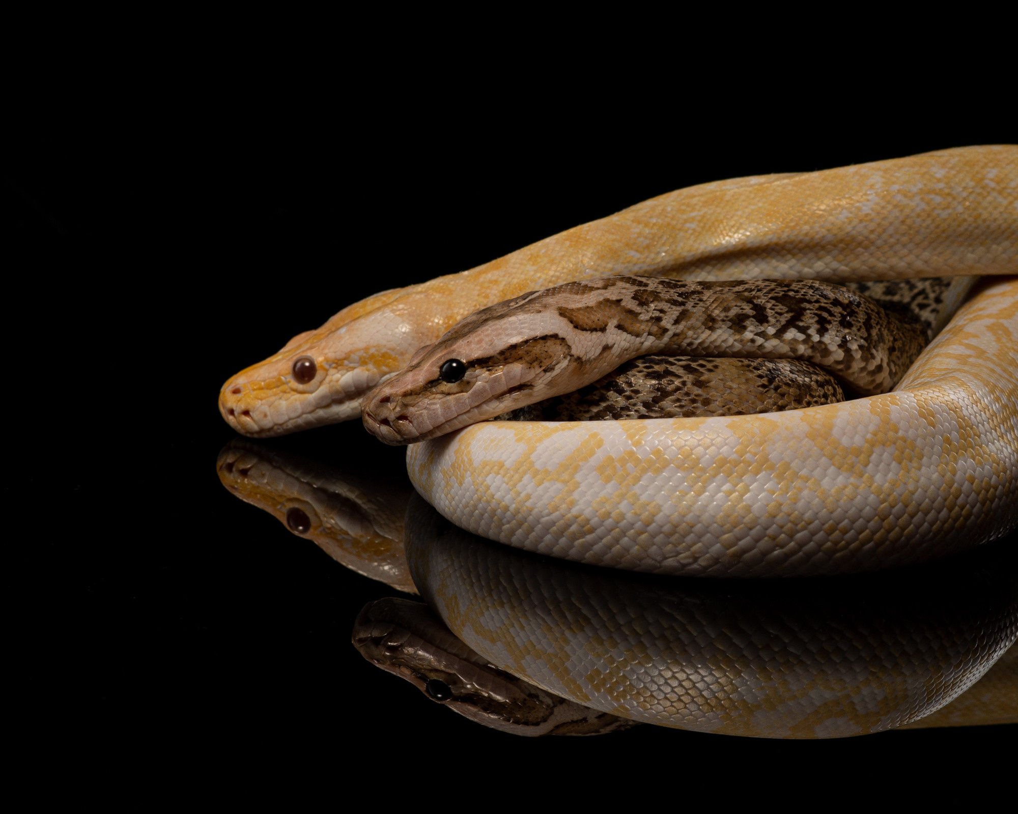 Фотографии змей, ящериц, пауков и лягушек. Фотограф в Белграде Таня Асфирь