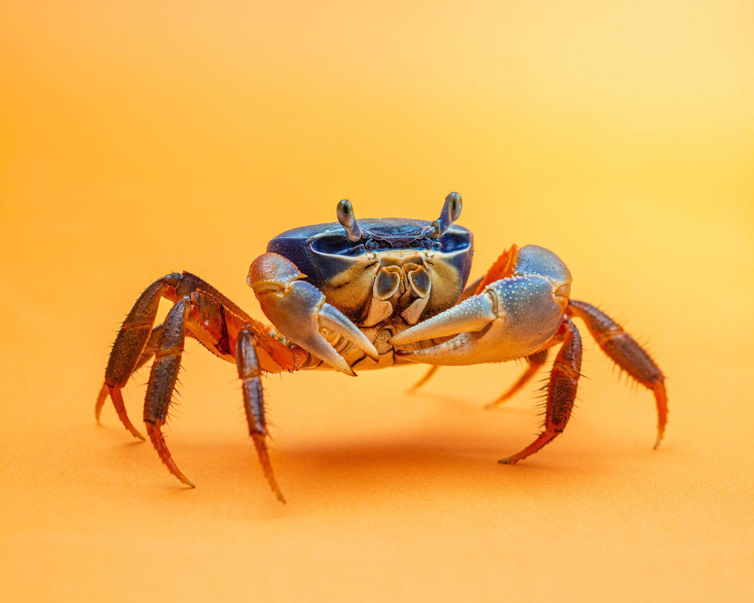 Фотографии змей, ящериц, пауков и лягушек. Фотограф в Белграде Таня Асфирь