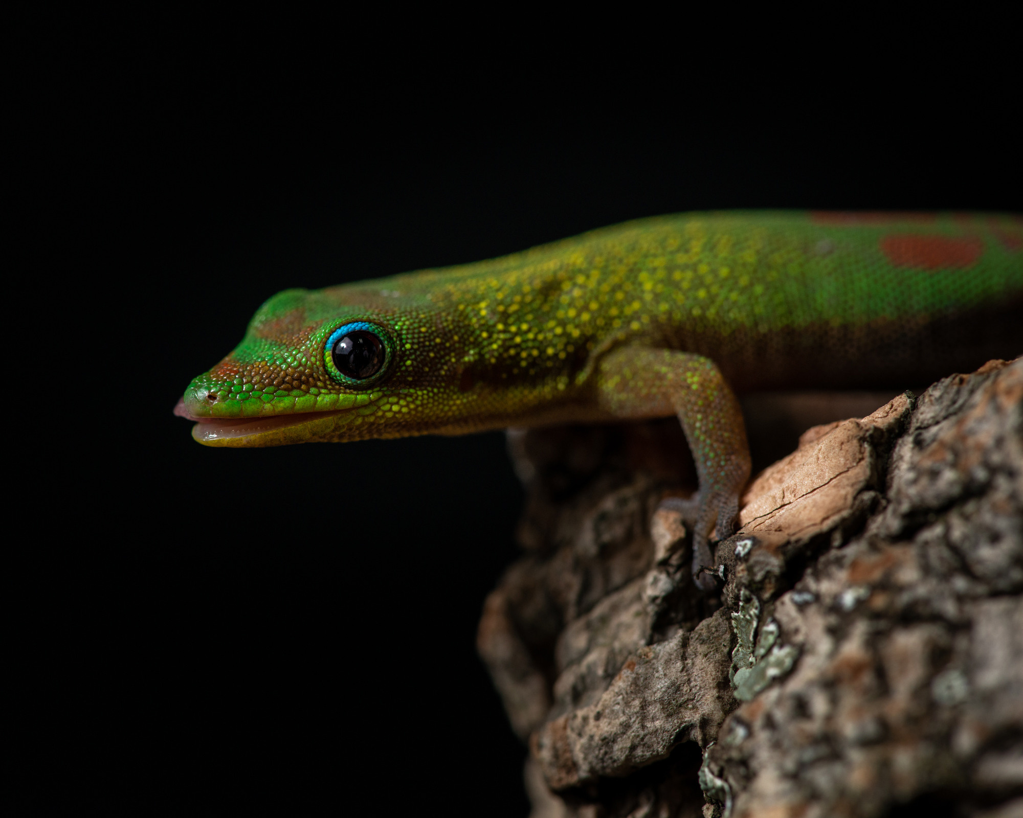 Фотографии змей, ящериц, пауков и лягушек. Фотограф в Белграде Таня Асфирь