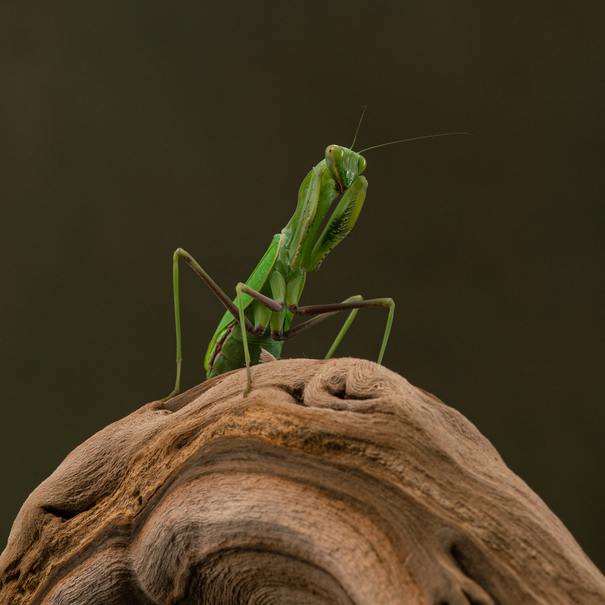 Фотографии змей, ящериц, пауков и лягушек. Фотограф в Белграде Таня Асфирь