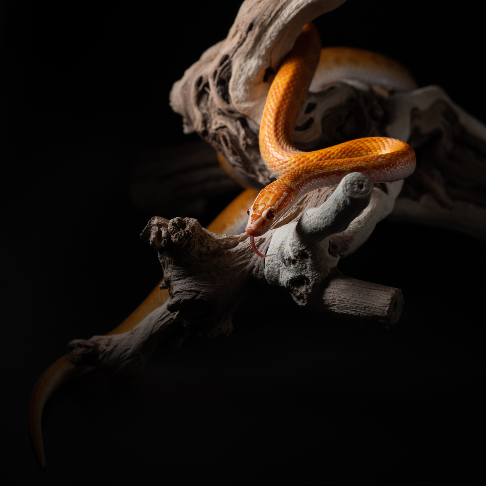 Фотографии змей, ящериц, пауков и лягушек. Фотограф в Белграде Таня Асфирь