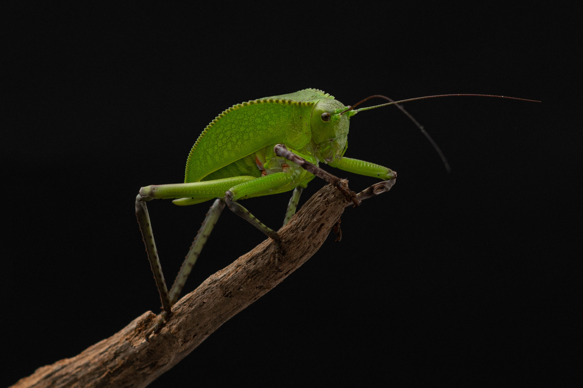 Фотографии змей, ящериц, пауков и лягушек. Фотограф в Белграде Таня Асфирь