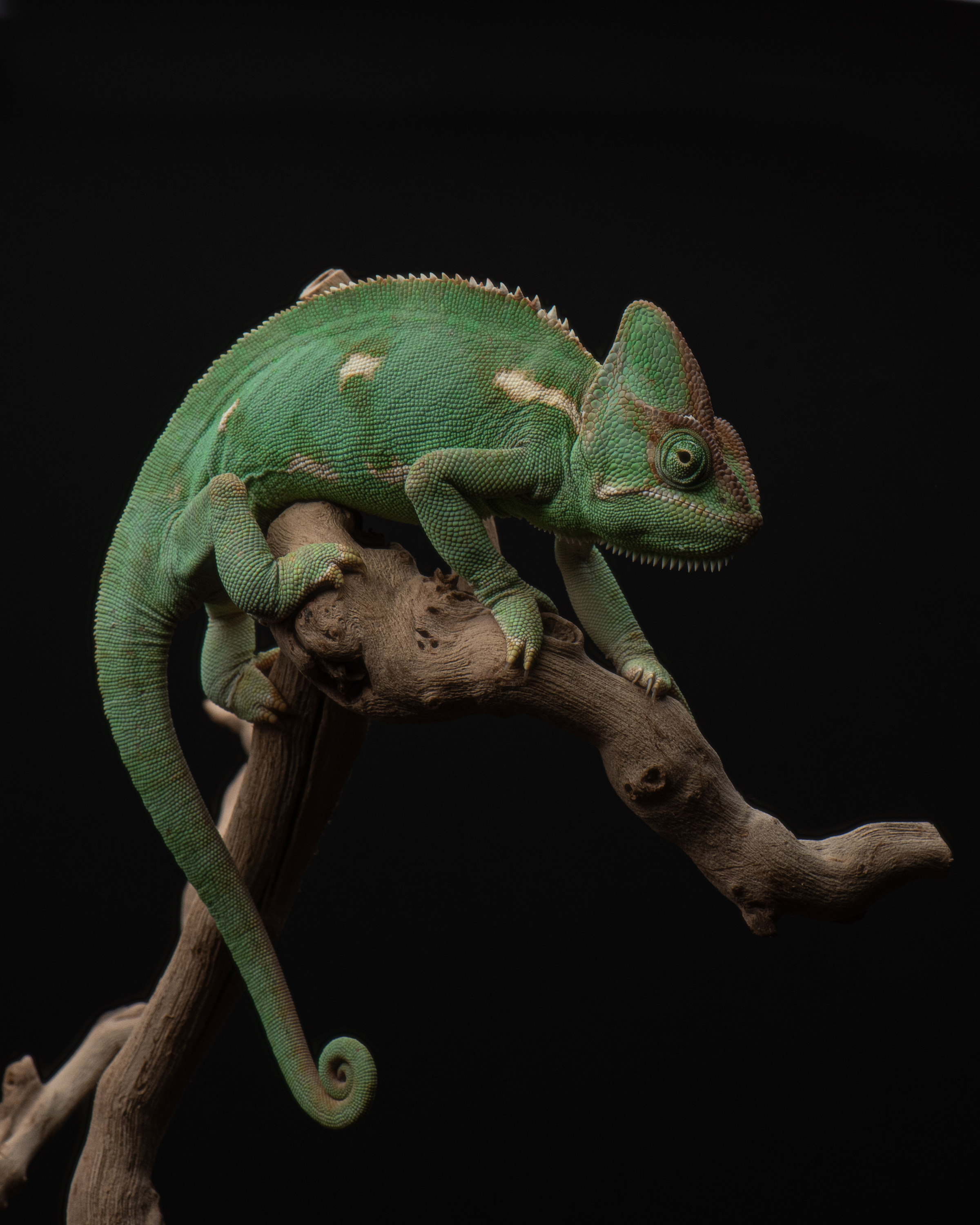 Фотографии змей, ящериц, пауков и лягушек. Фотограф в Белграде Таня Асфирь