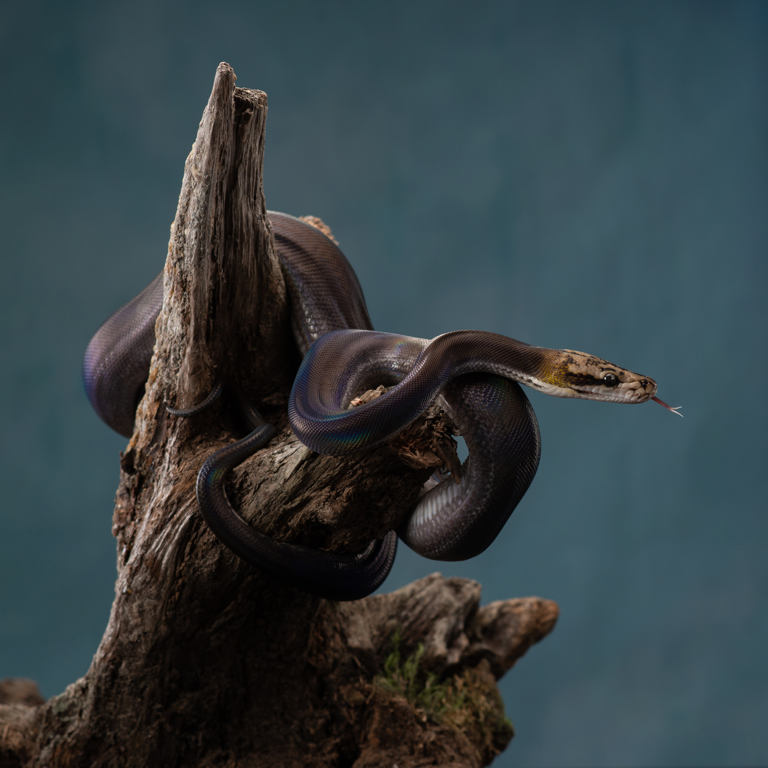 Фотографии змей, ящериц, пауков и лягушек. Фотограф в Белграде Таня Асфирь