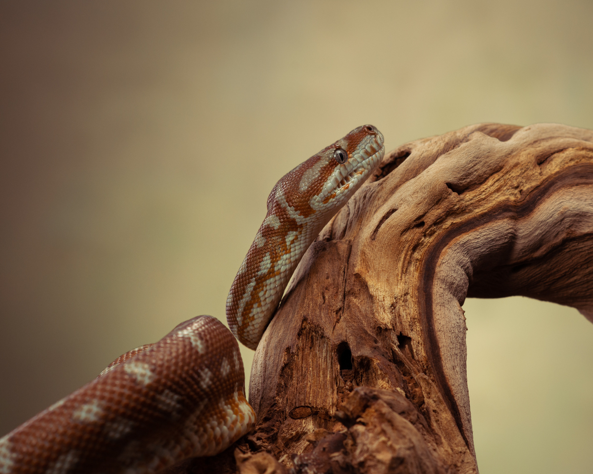Фотографии змей, ящериц, пауков и лягушек. Фотограф в Белграде Таня Асфирь