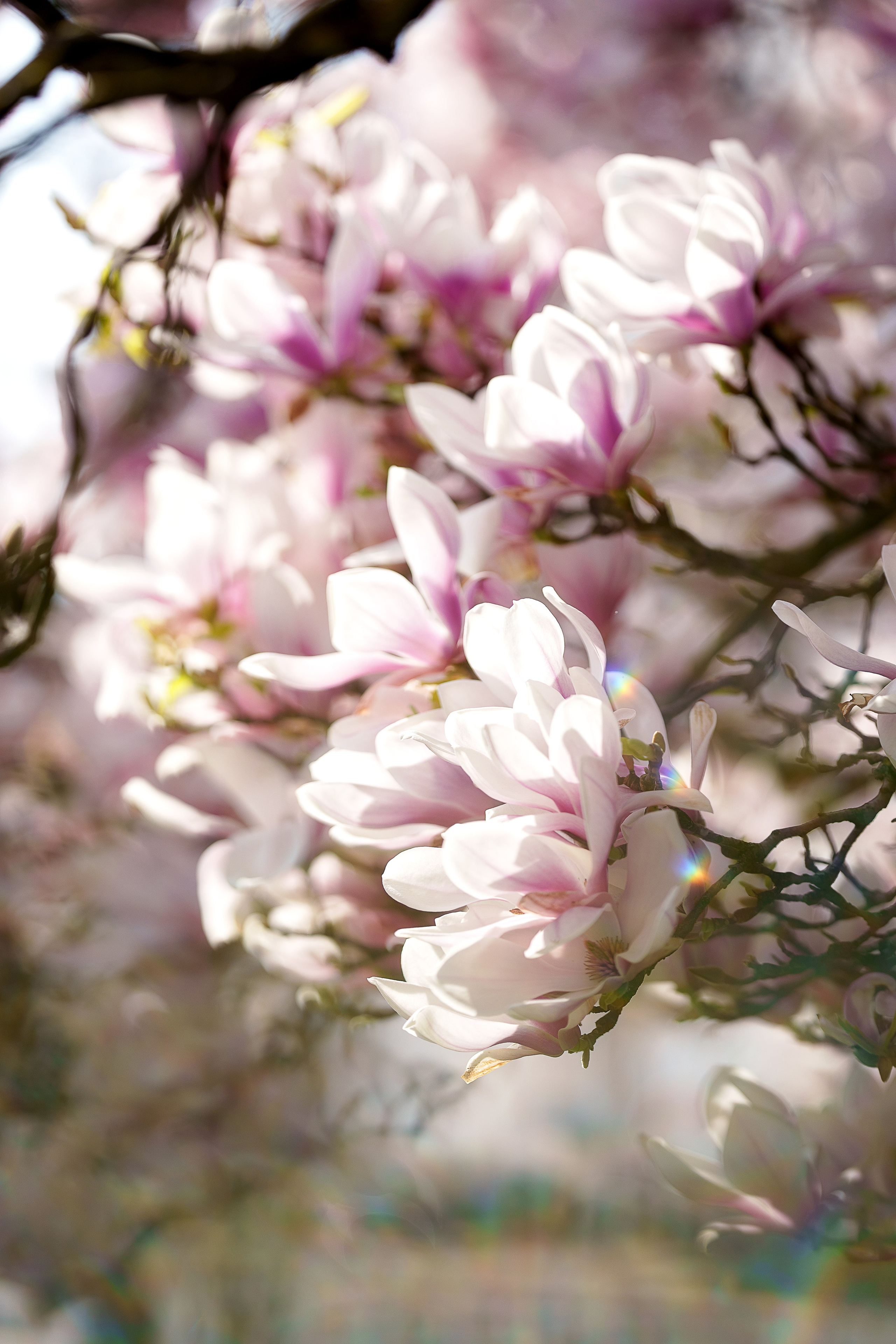 Magnolia. Family, Lifestyle and Portrait photograher in Trier, Germany