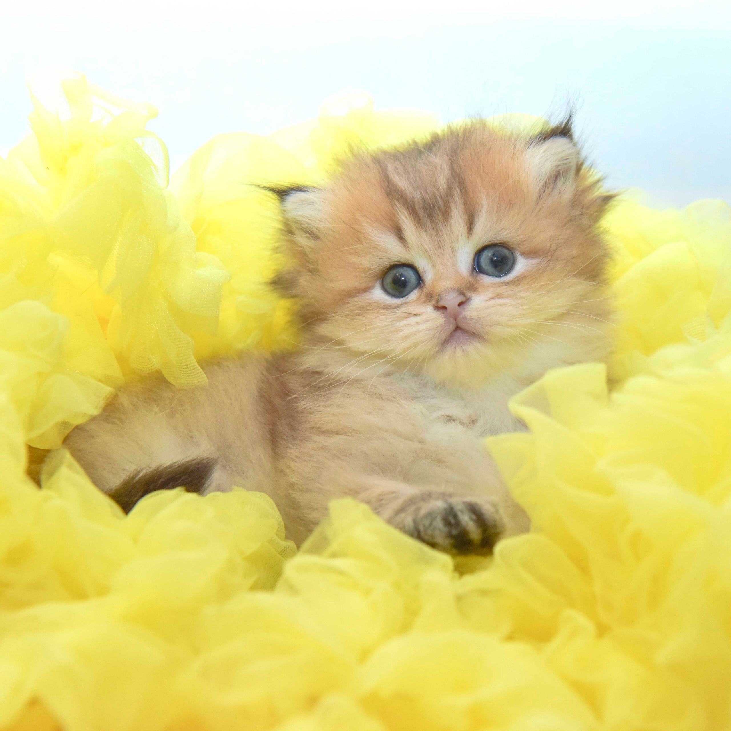 Cattery British shorthair Cyprus, cattery british shorthair Limassol,. British shorthair Cyprus, british shorthair cattery in UK, british cat