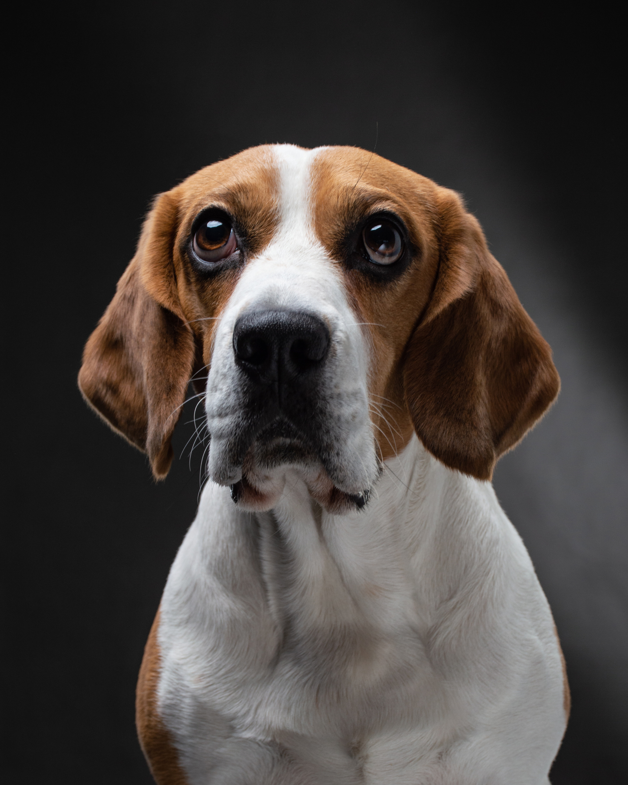 Студийные портреты домашних животных. Фотограф в Белграде Таня Асфирь