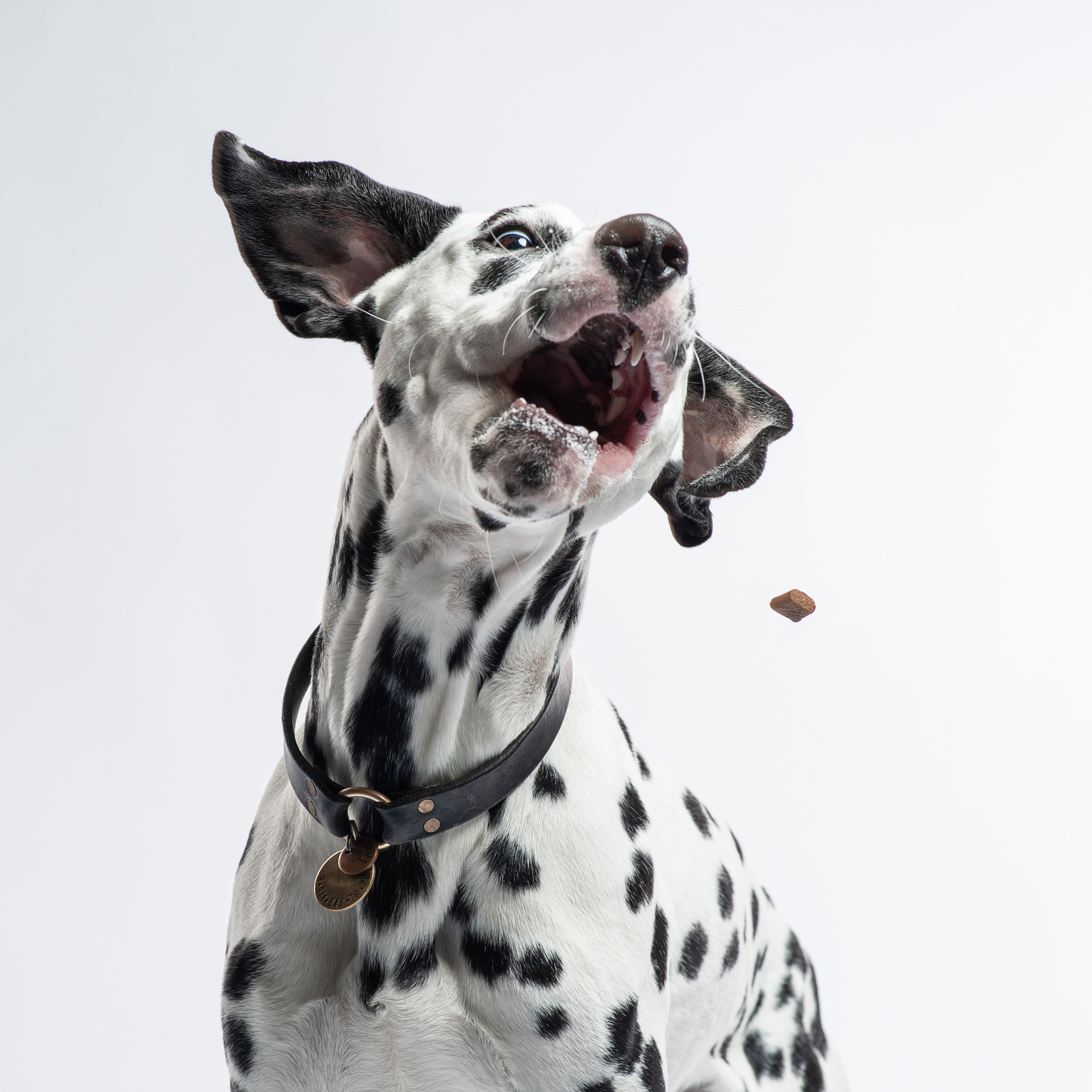 Студийные портреты домашних животных. Фотограф в Белграде Таня Асфирь