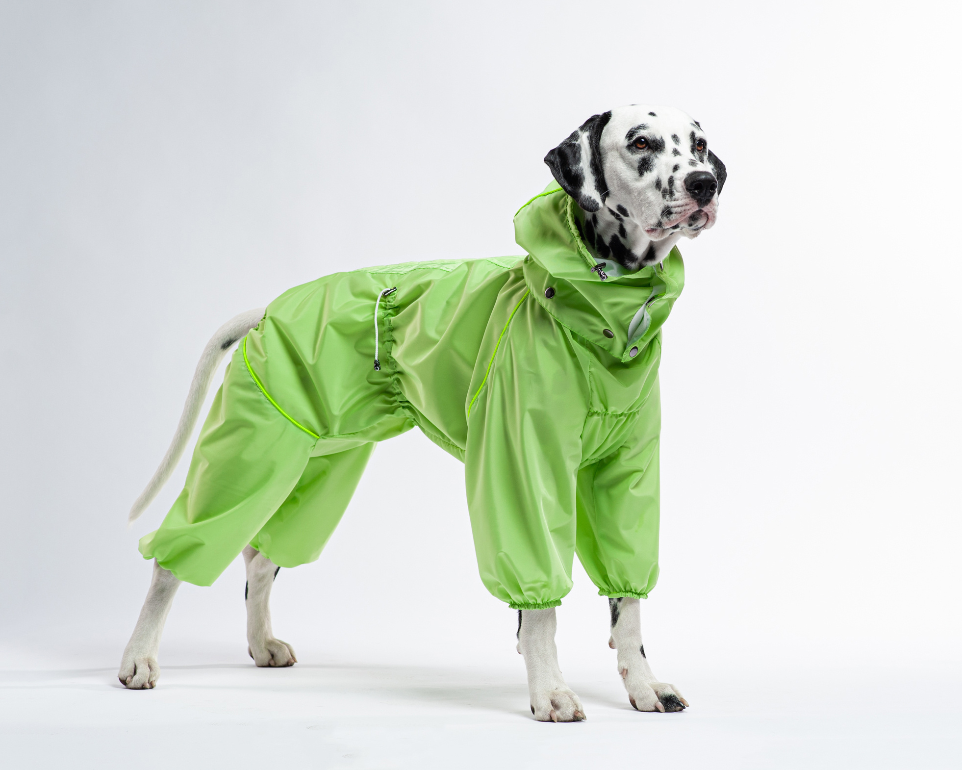 Коммерческая и рекламная съёмка с участием животных. Фотограф в Белграде Таня Асфирь