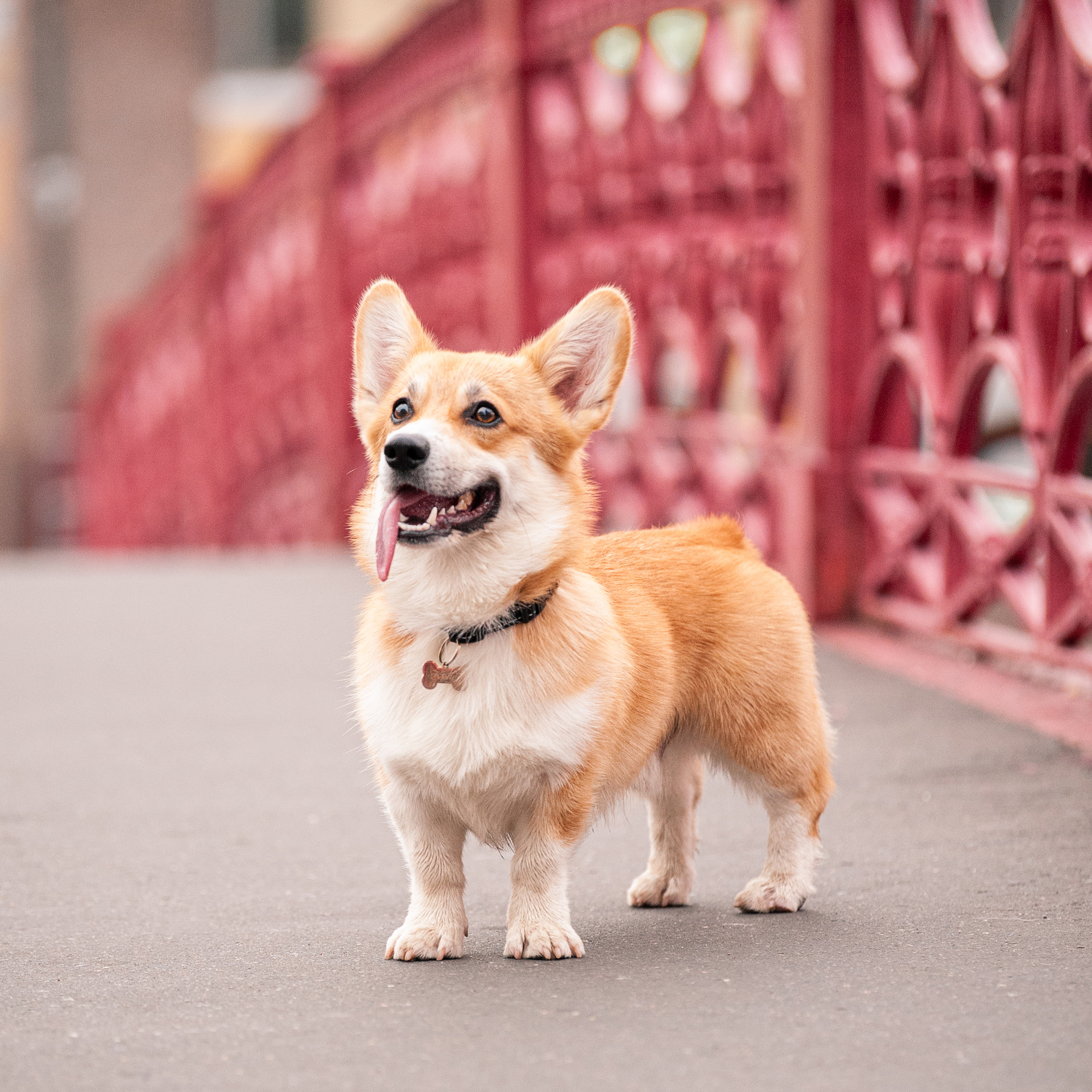Фотопрогулки с собакой. Фотограф в Белграде Таня Асфирь