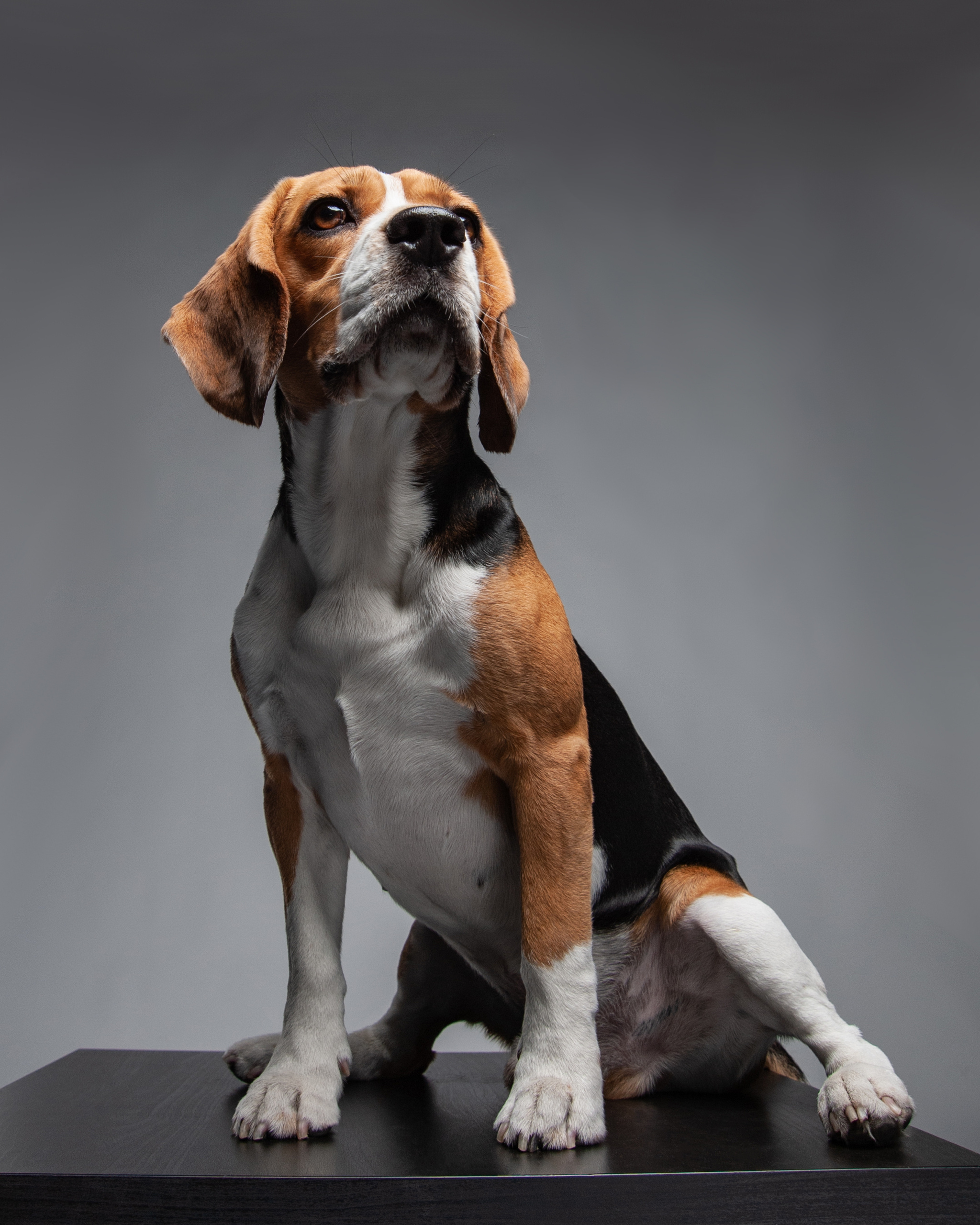 Студийные портреты домашних животных. Фотограф в Белграде Таня Асфирь