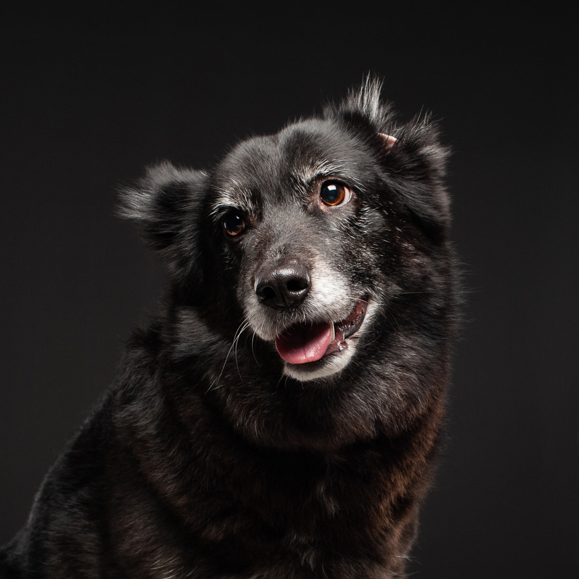 Студийные портреты домашних животных. Фотограф в Белграде Таня Асфирь