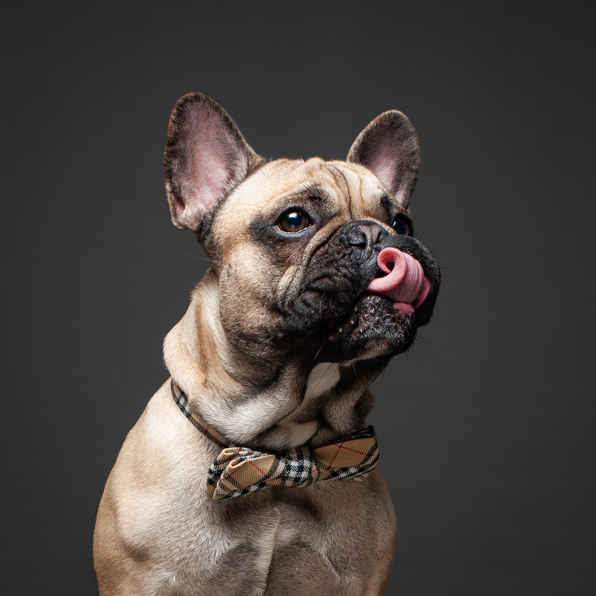 Студийные портреты домашних животных. Фотограф в Белграде Таня Асфирь