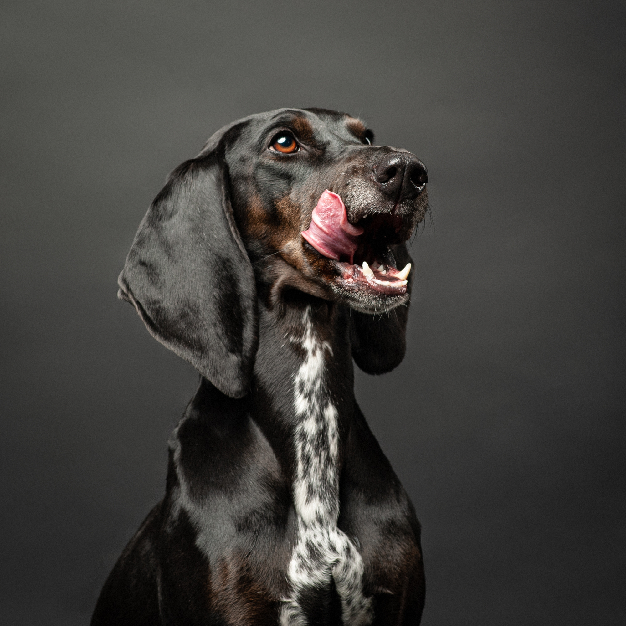 Студийные портреты домашних животных. Фотограф в Белграде Таня Асфирь