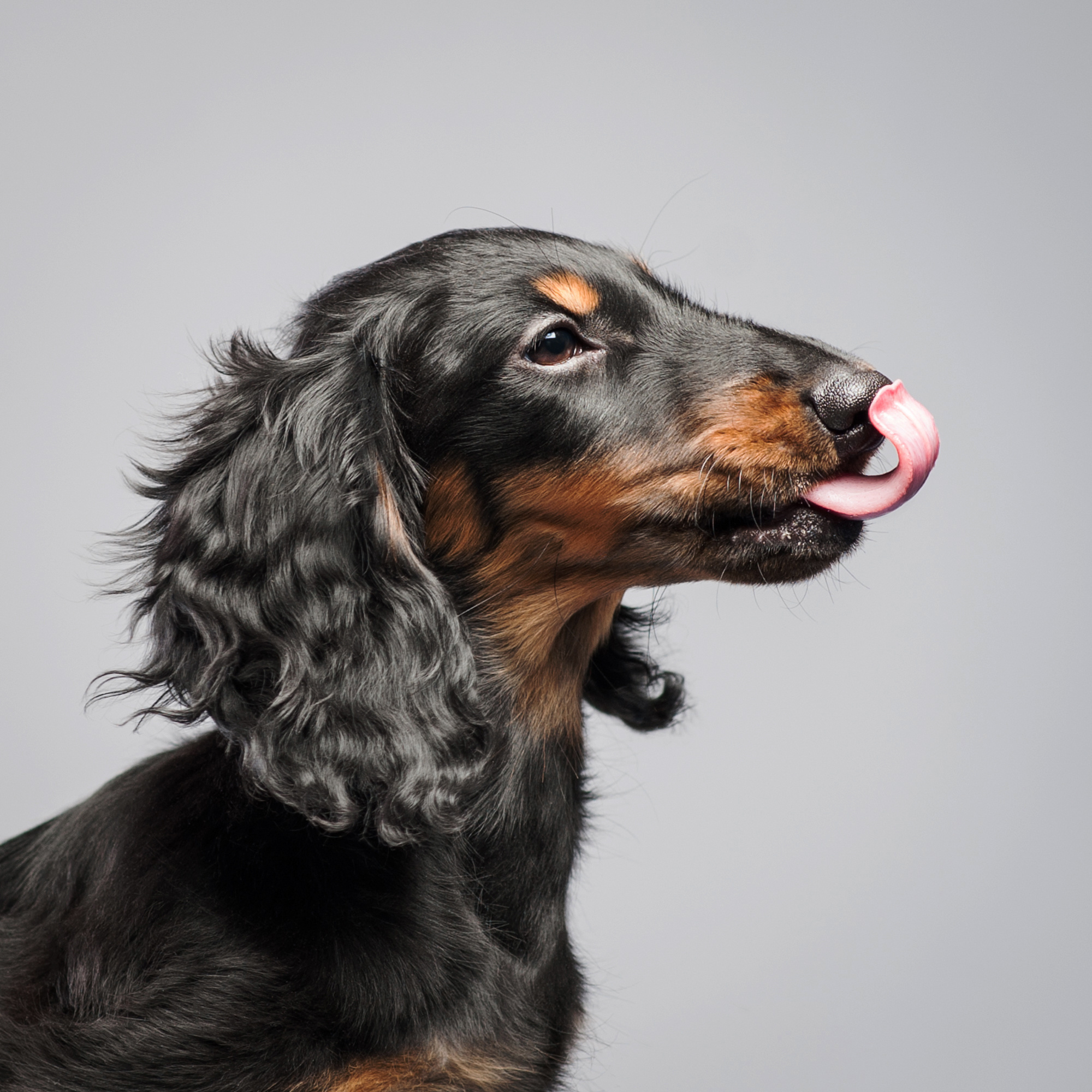 Студийные портреты домашних животных. Фотограф в Белграде Таня Асфирь