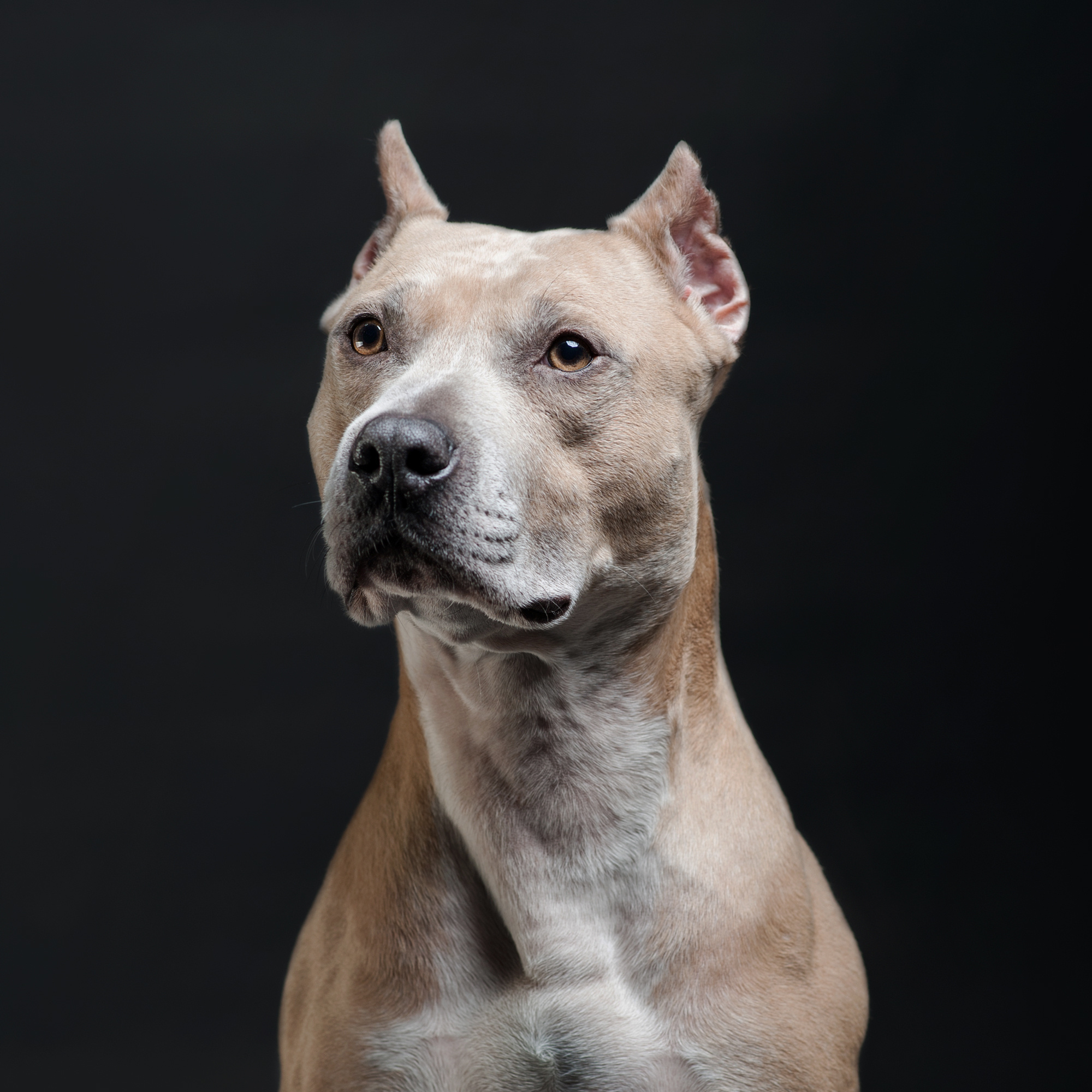 Студийные портреты домашних животных. Фотограф в Белграде Таня Асфирь