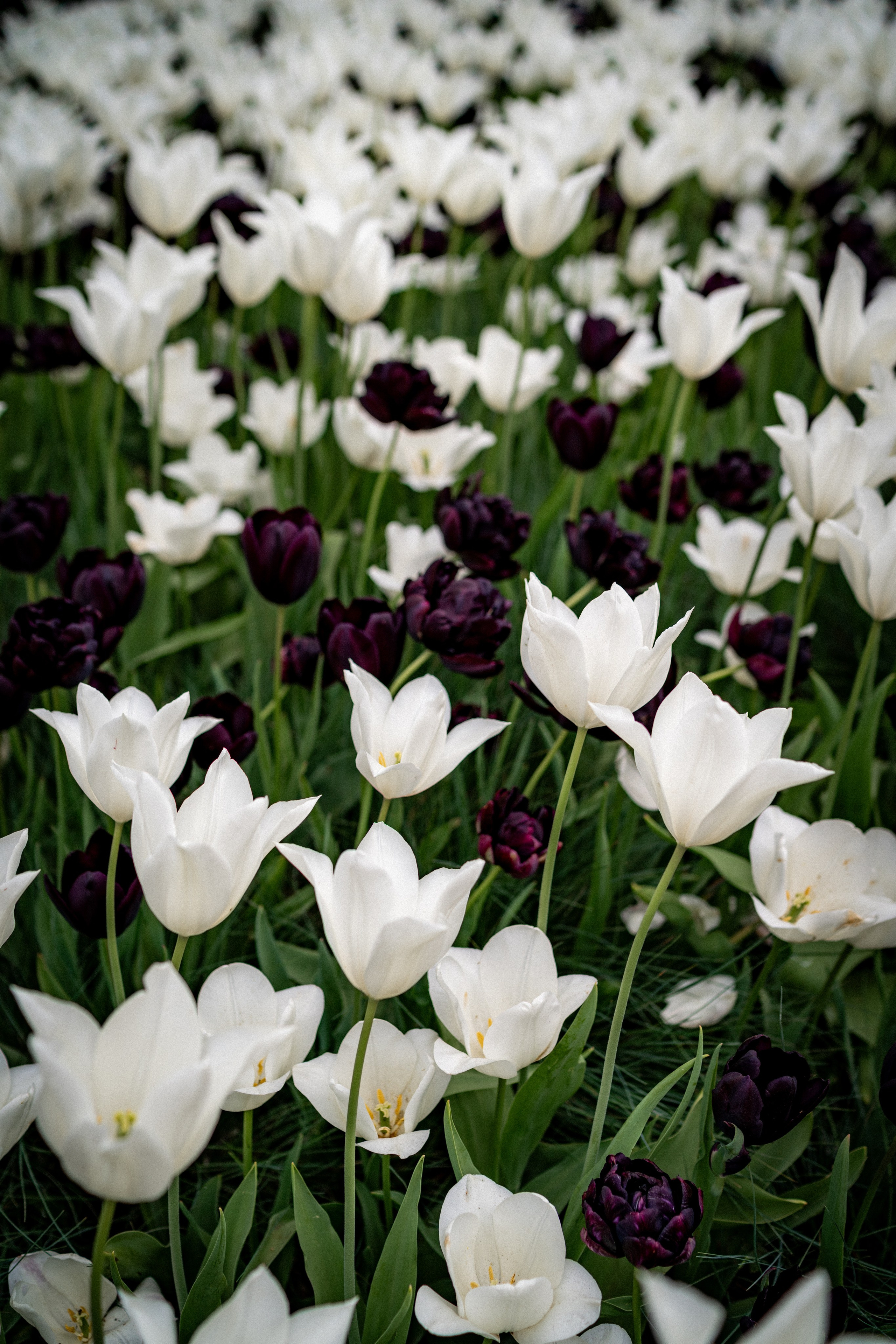 Hysteria. Tonya Kyrylenko photographer in London