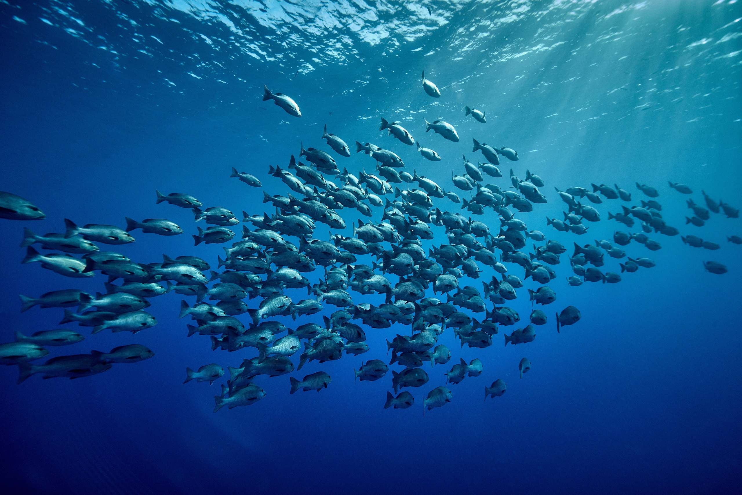 Fotograf podwodny Andriej Szypiłow - Fauna i flora Czerwonego i Adriatyckiego Mórz. Andriej Szypilow - Fotografia & Wideografia