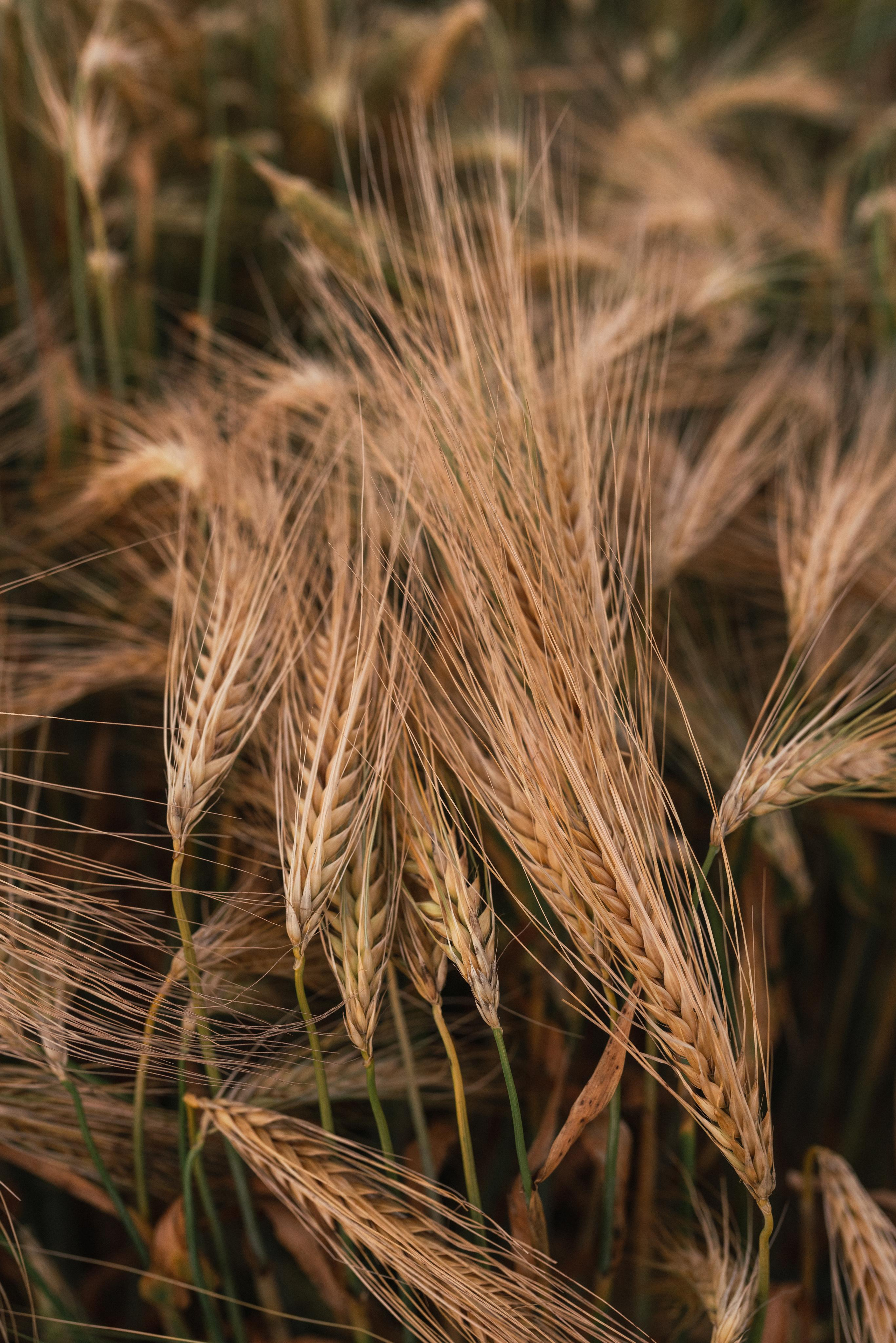 Sunset with Ballett Releve. Photography and bodyart in Cologne — Sylvette Loda