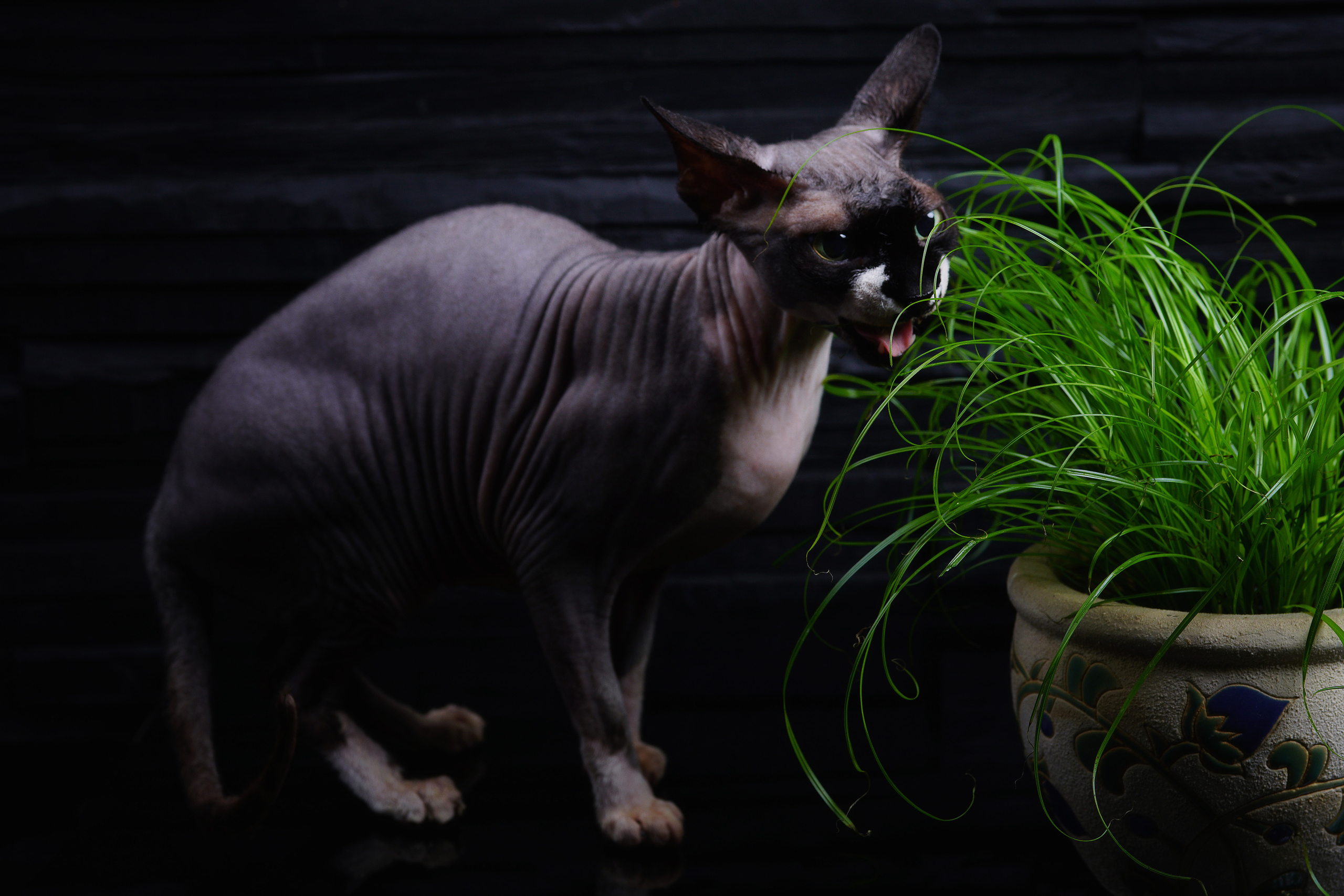 Cats. LUKIN IGOR Photography