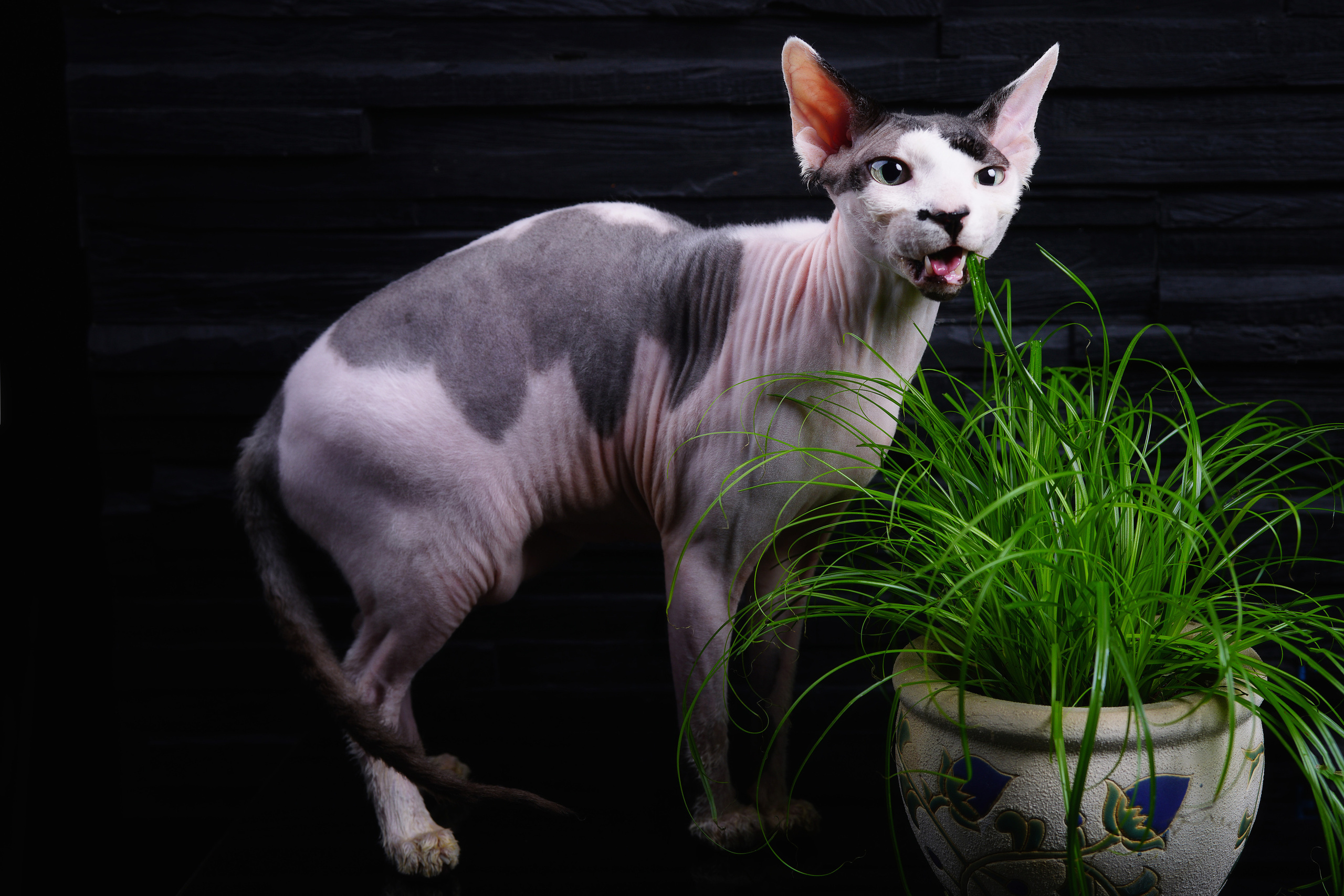 Cats. LUKIN IGOR Photography