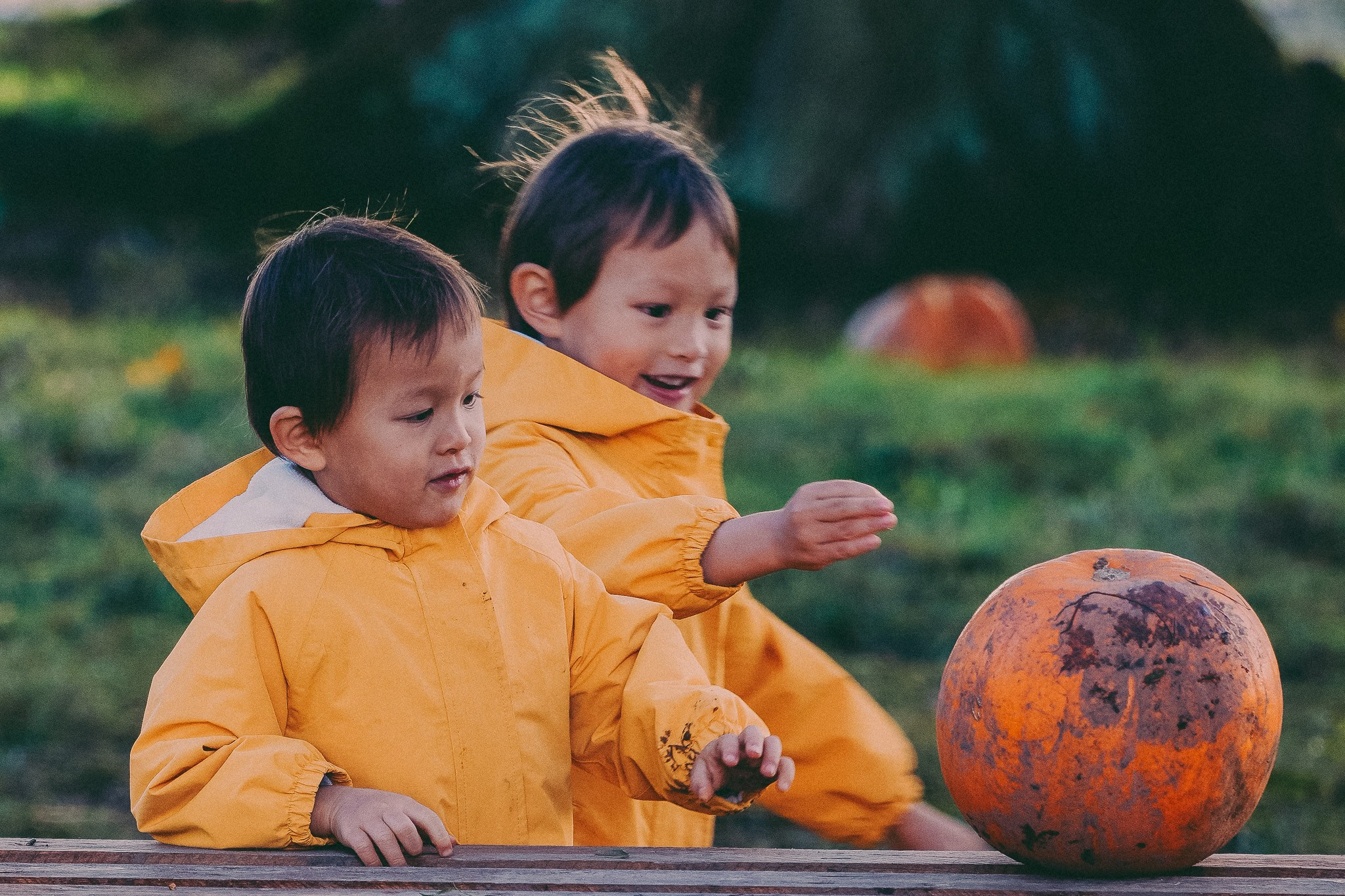 Pumpkins picking photo shoot in Solihull. Creative Family, Brand, Boudoir and Wedding Photographer in Solihull & Birmingham Irina Zoteeva