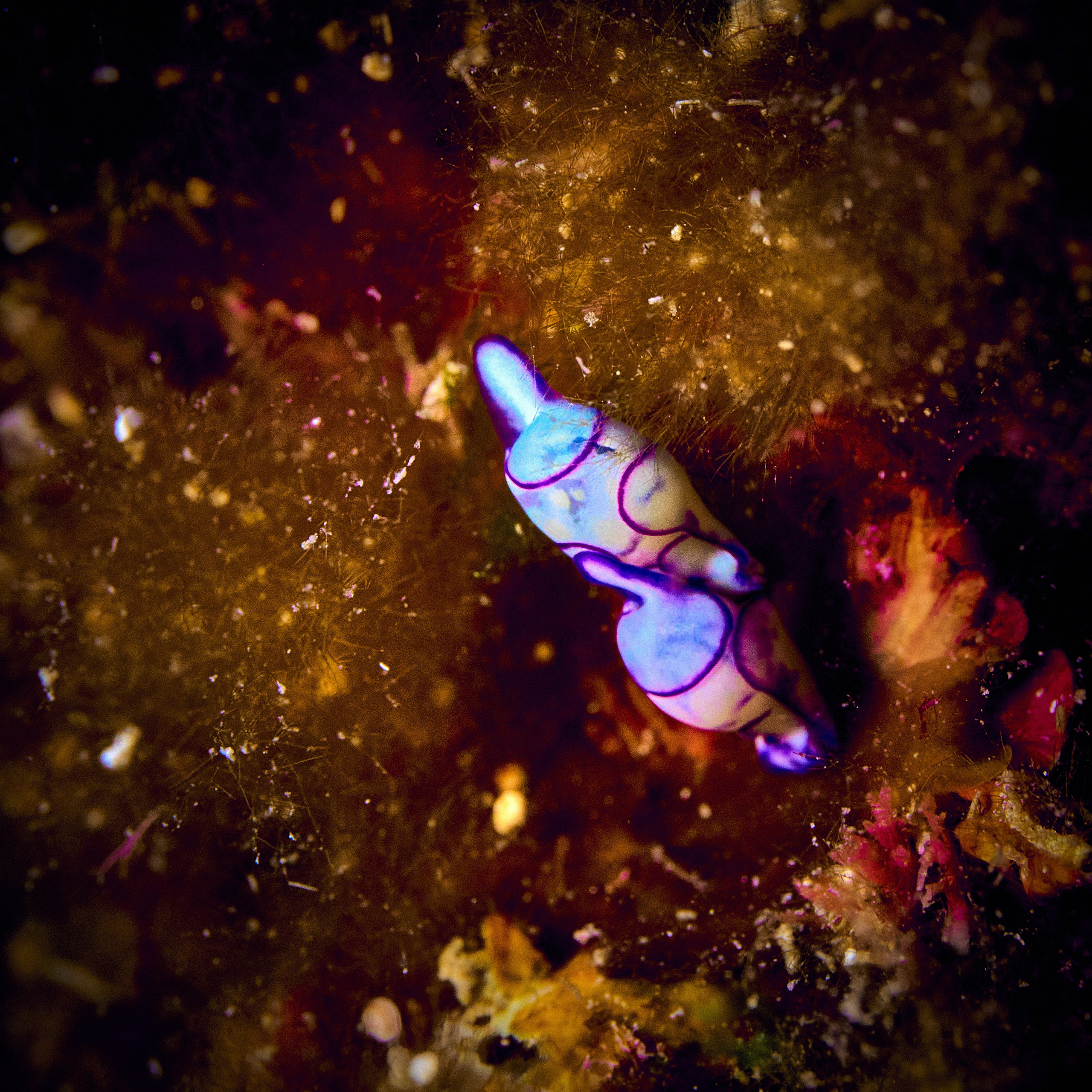 Fotograf podwodny Andriej Szypiłow - Fauna i flora Czerwonego i Adriatyckiego Mórz. Andriej Szypilow - Fotografia & Wideografia