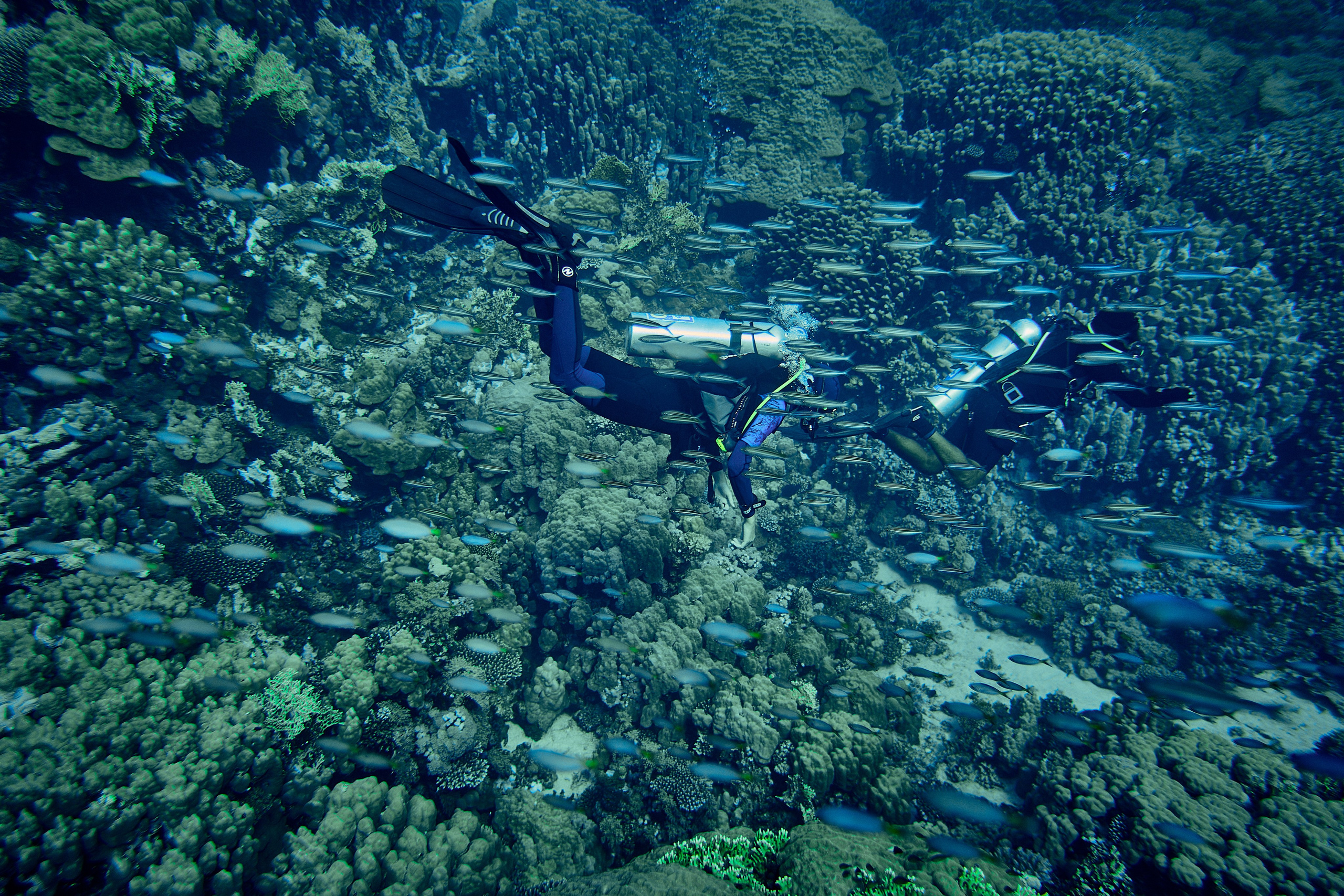 2023-11 - Diving Safari Deep South Egypt. Андрей Шипилов — Фотография & Видеография