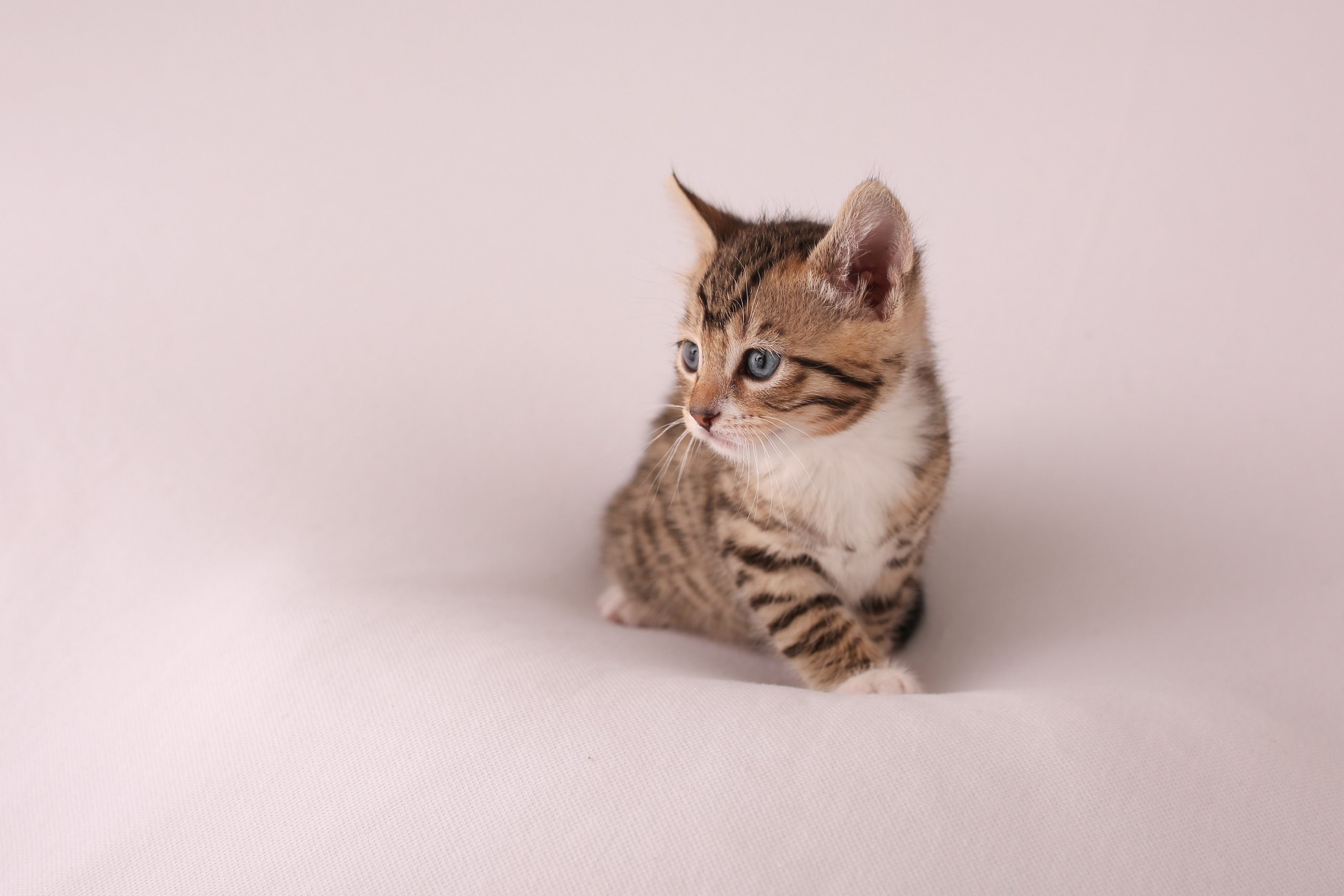 Haustiere. Neugeborenen, Familien, Geschwister Fotografin aus Delmenhorst