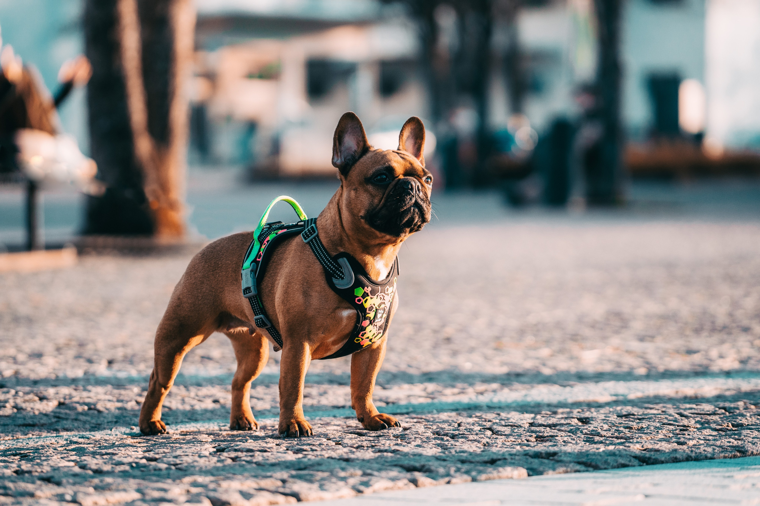 Eläimet. VEKE MEDIA