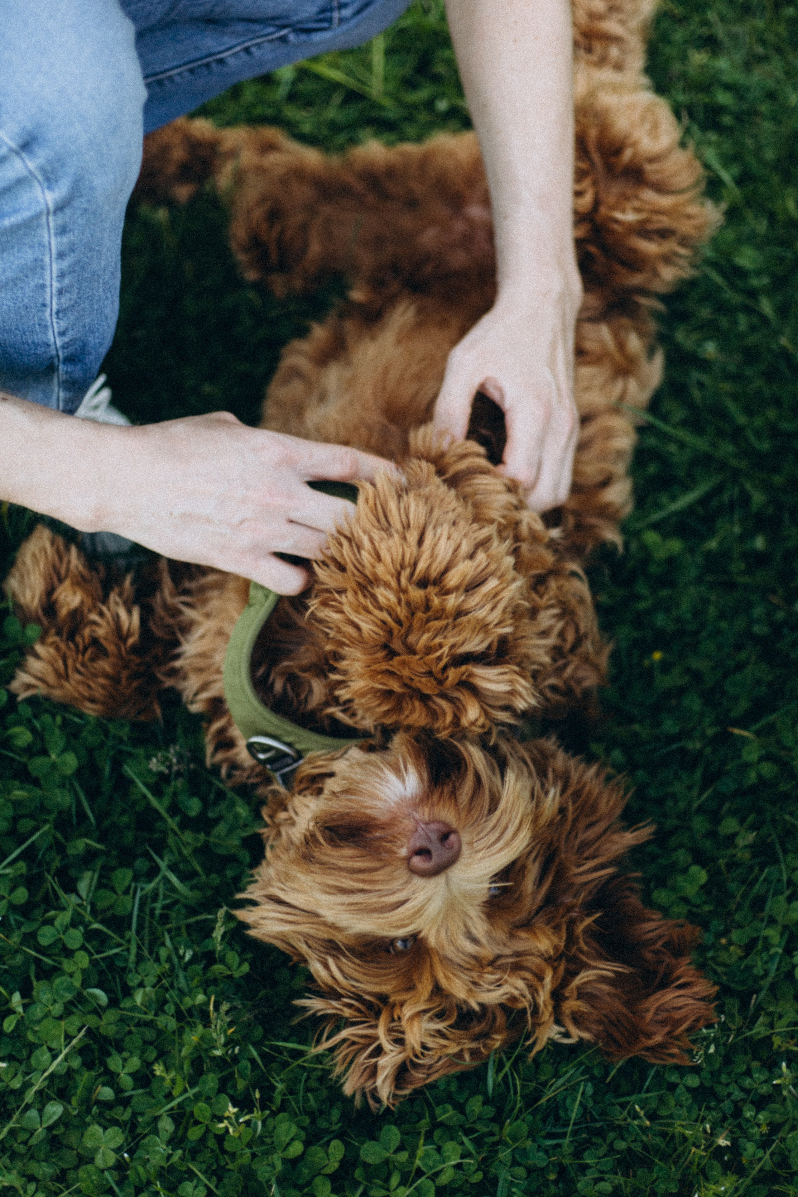 Pets. Photographer Düsseldorf, Cologne, NRW — Kristina Braudo