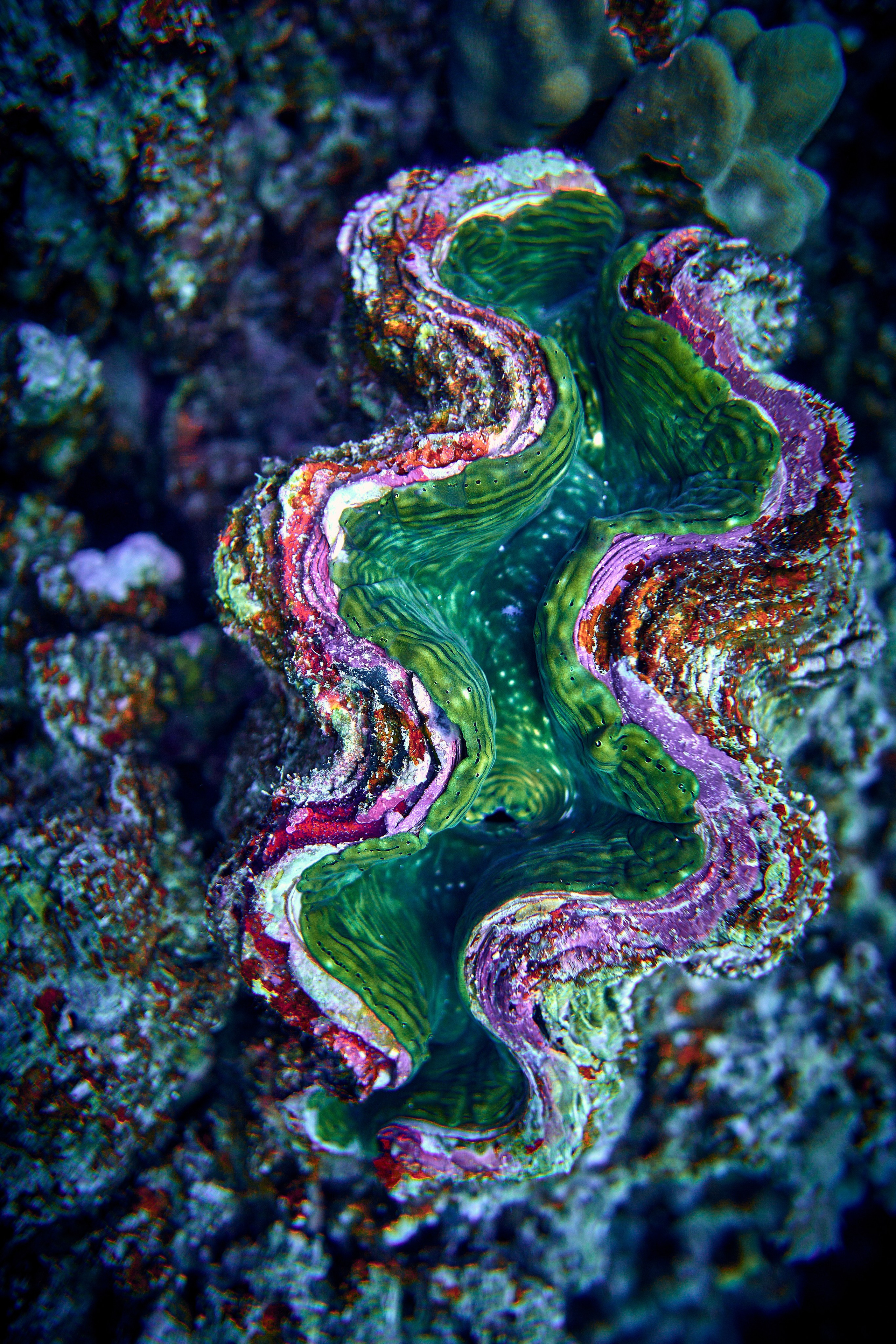 2023-11 - Diving Safari Deep South Egypt. Андрей Шипилов — Фотография & Видеография